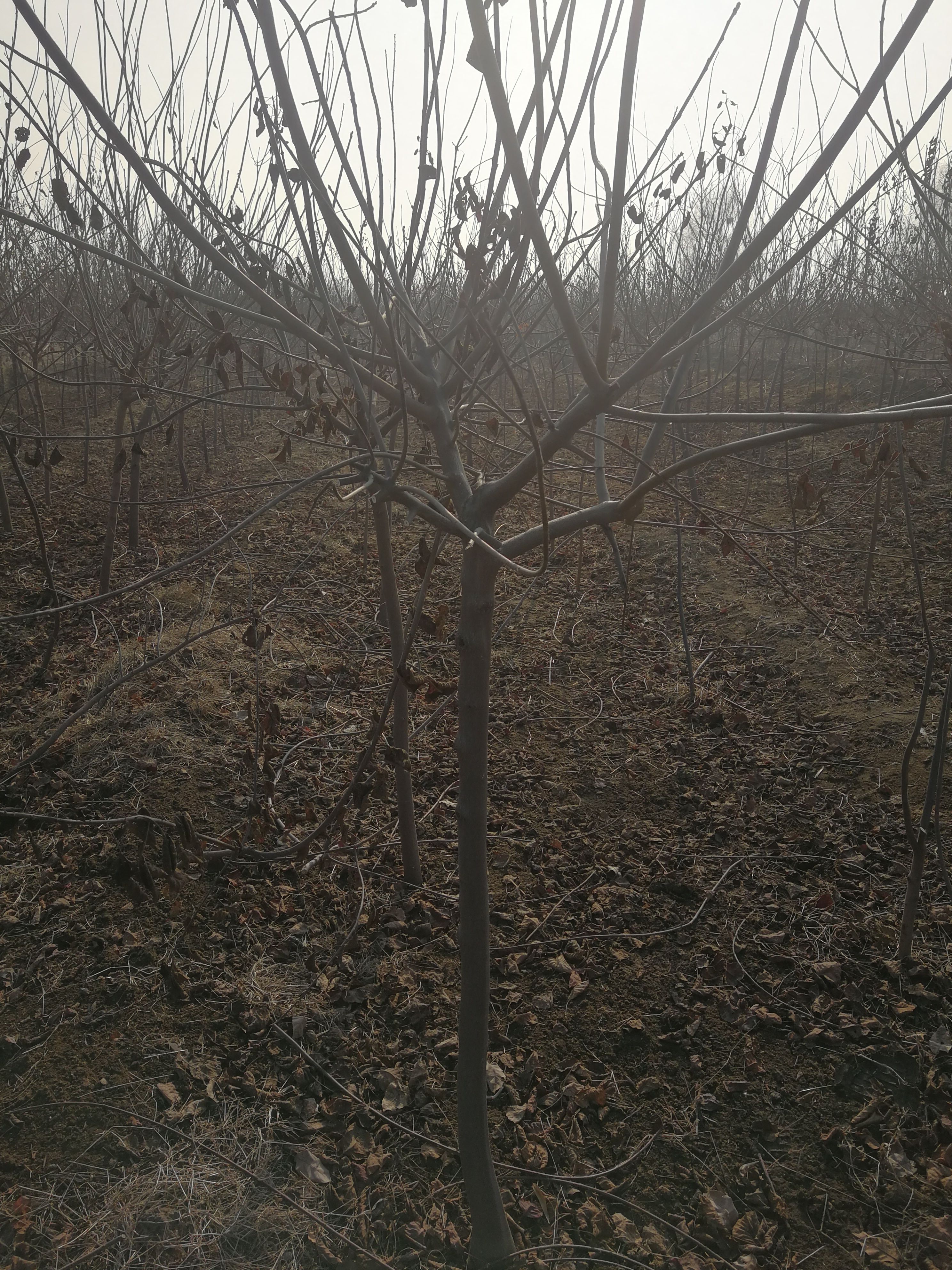 黄栌树1公分黄栌3公分黄栌5公分黄栌8公分黄栌