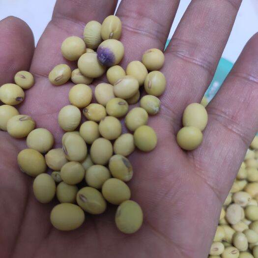 长垣市黄大豆 黄豆自家种植非转基因黄豆