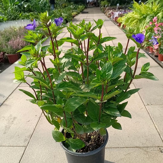 普宁市花瓶 花镜植物
