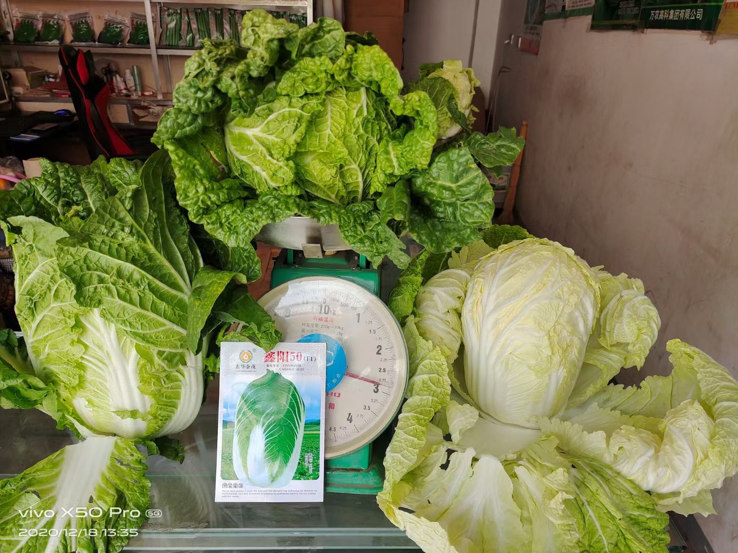 黄心白菜种子 黄心白菜种