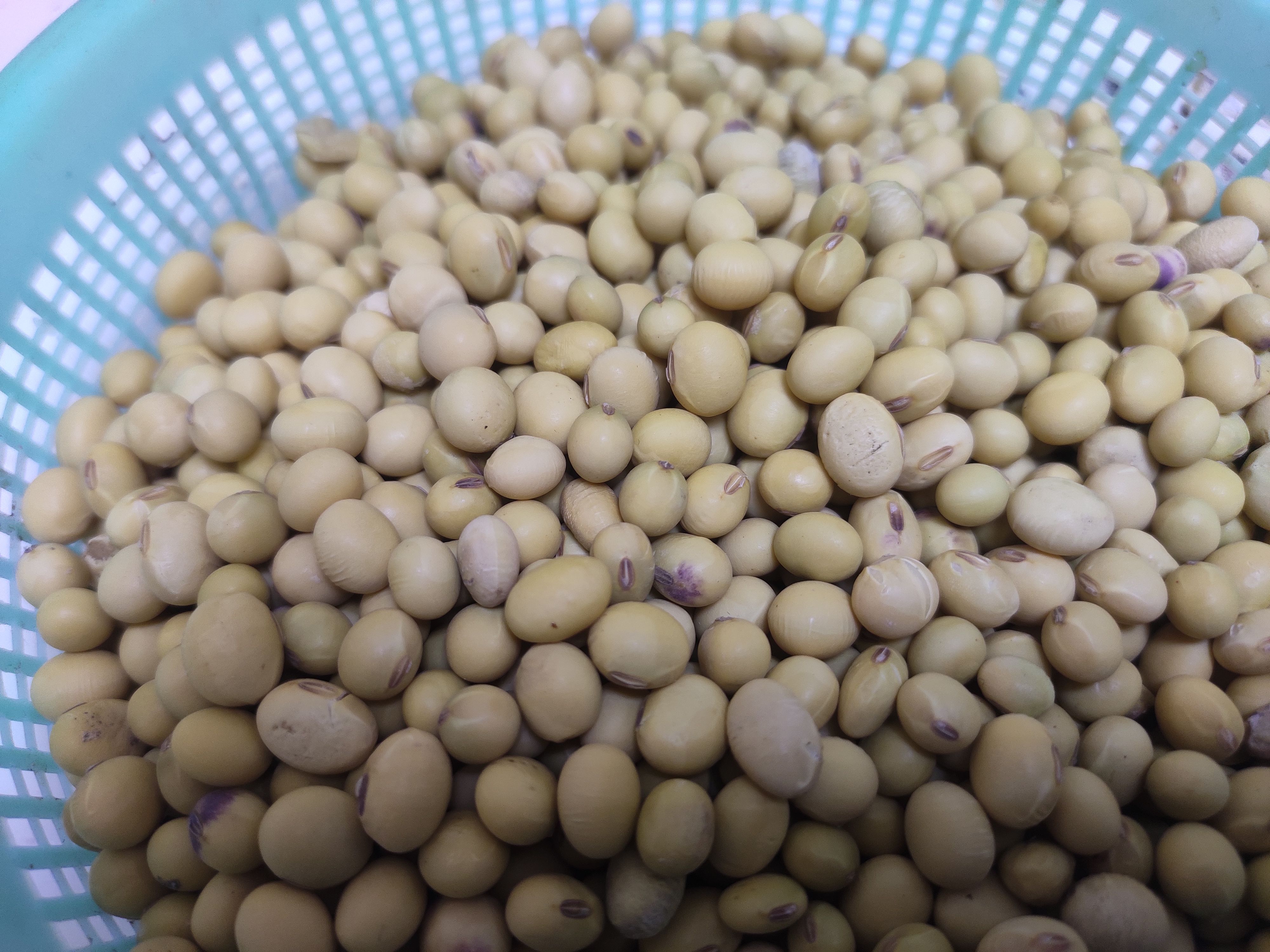 黄大豆 黄豆自家种植非转基因黄豆