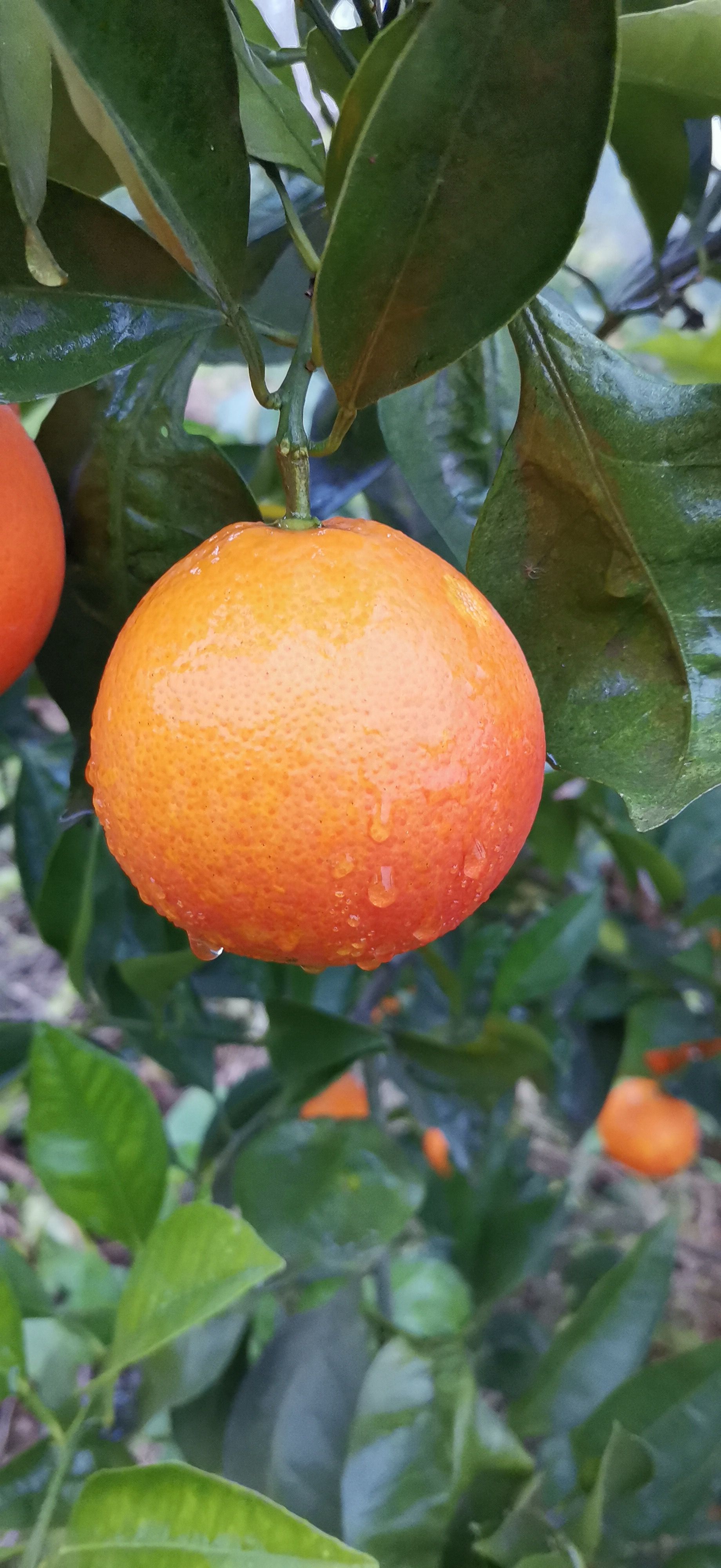 资中血橙  塔罗科血橙  耙耙柑  丑柑 产地供应链代发代