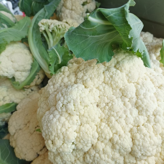 长沙白花菜花 松花菜乳白色，质量好货源充足