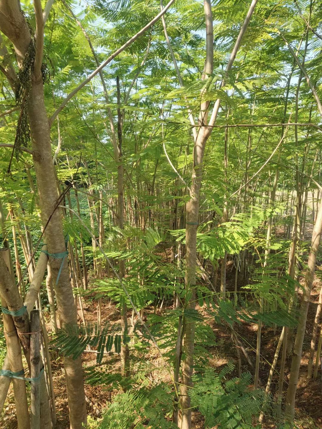  凤凰木小苗