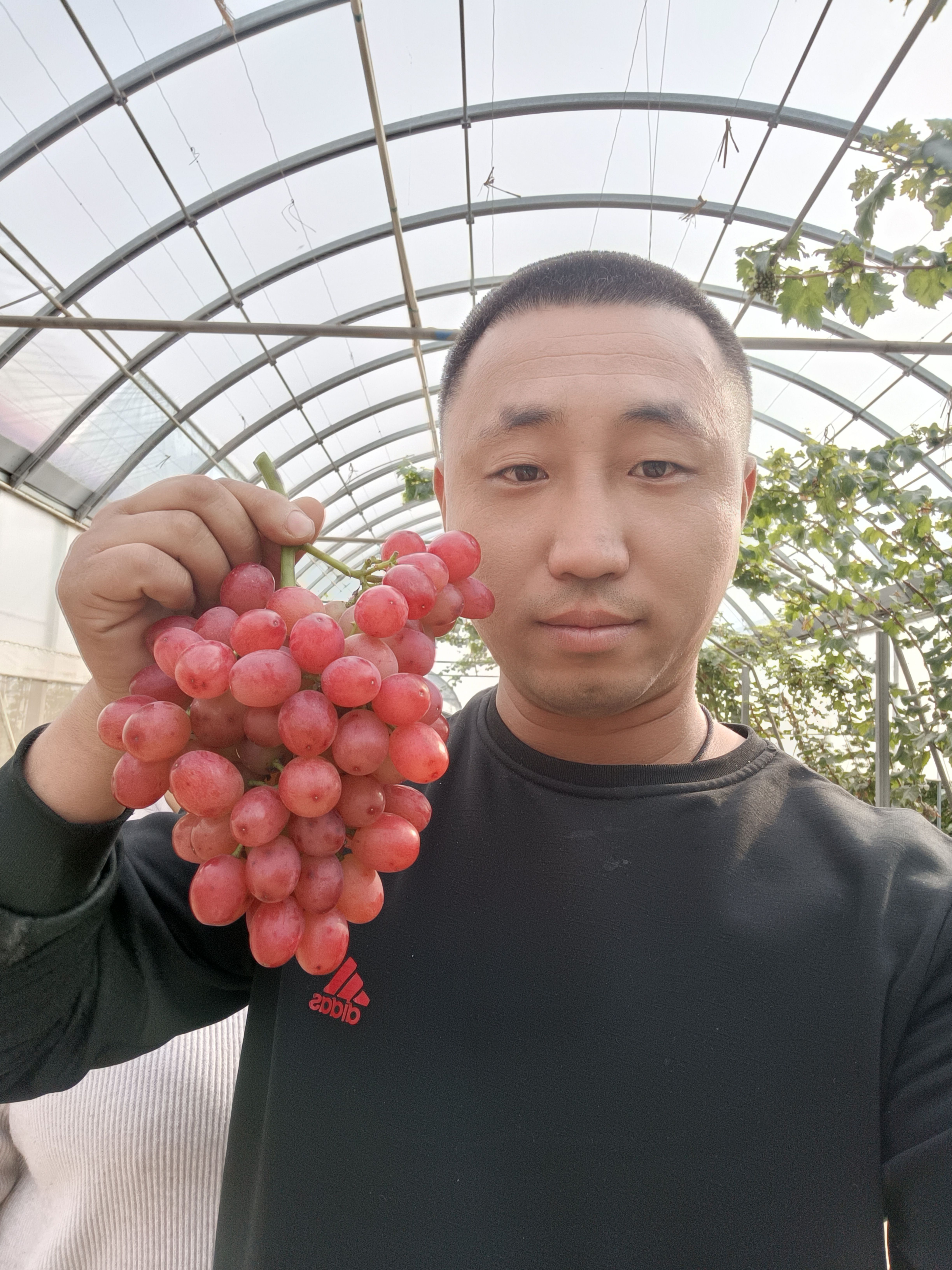 葡萄苗   中国红玫瑰