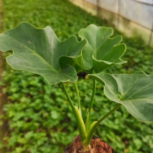 宜良县春羽，小天使，喜林芋，云南昆明春羽种植基地一手货源！