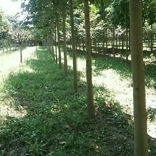 周至县14公分七叶树给钱就卖