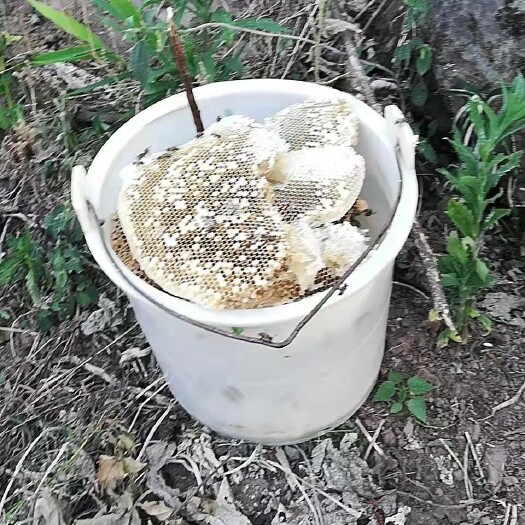 宁洱县野蜂蜜 蜂蜜，土特产，