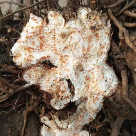 北苍术 纯芽头移栽一代朱砂点