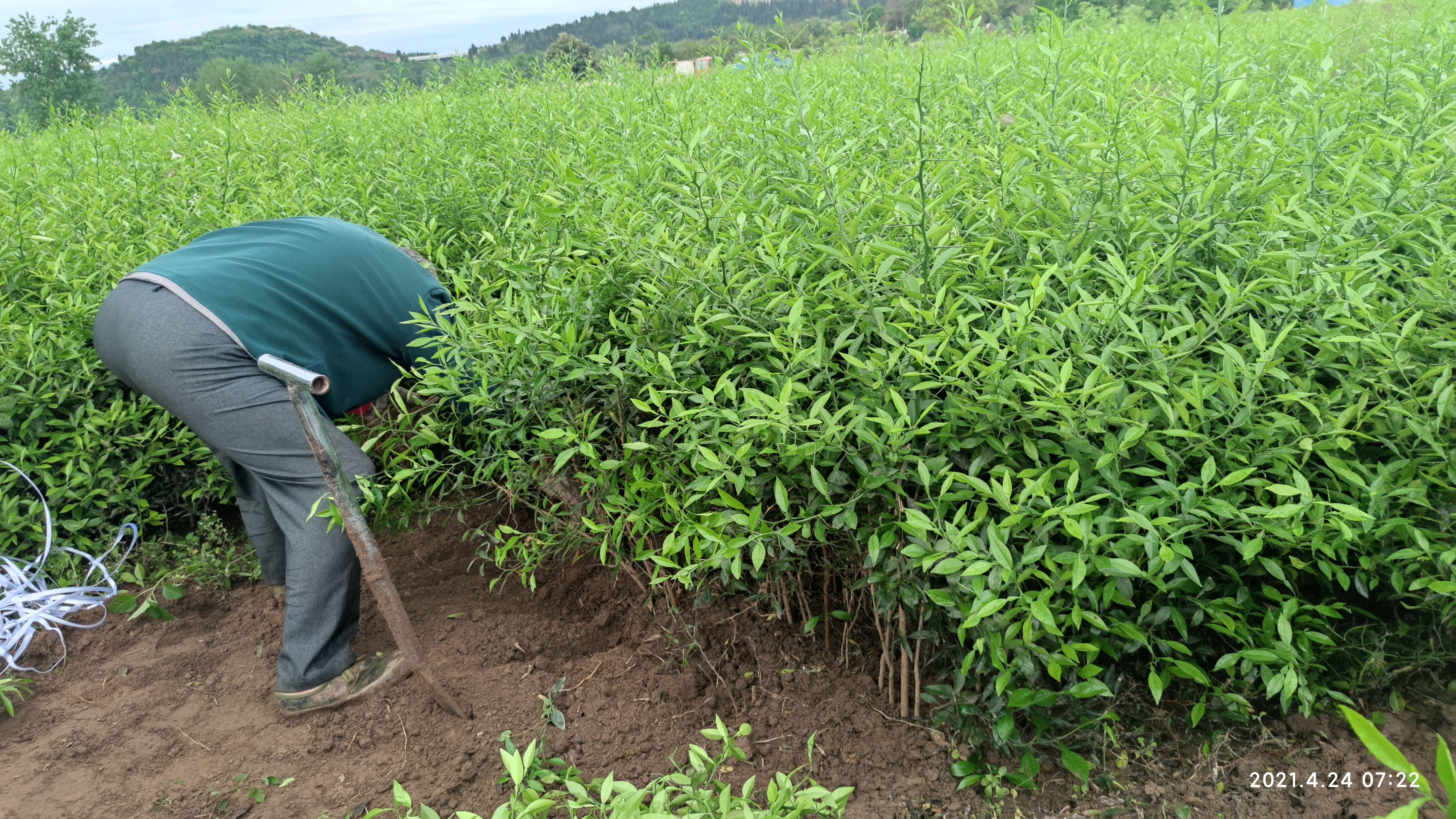 香橙苗 软枝香橙，资阳香橙