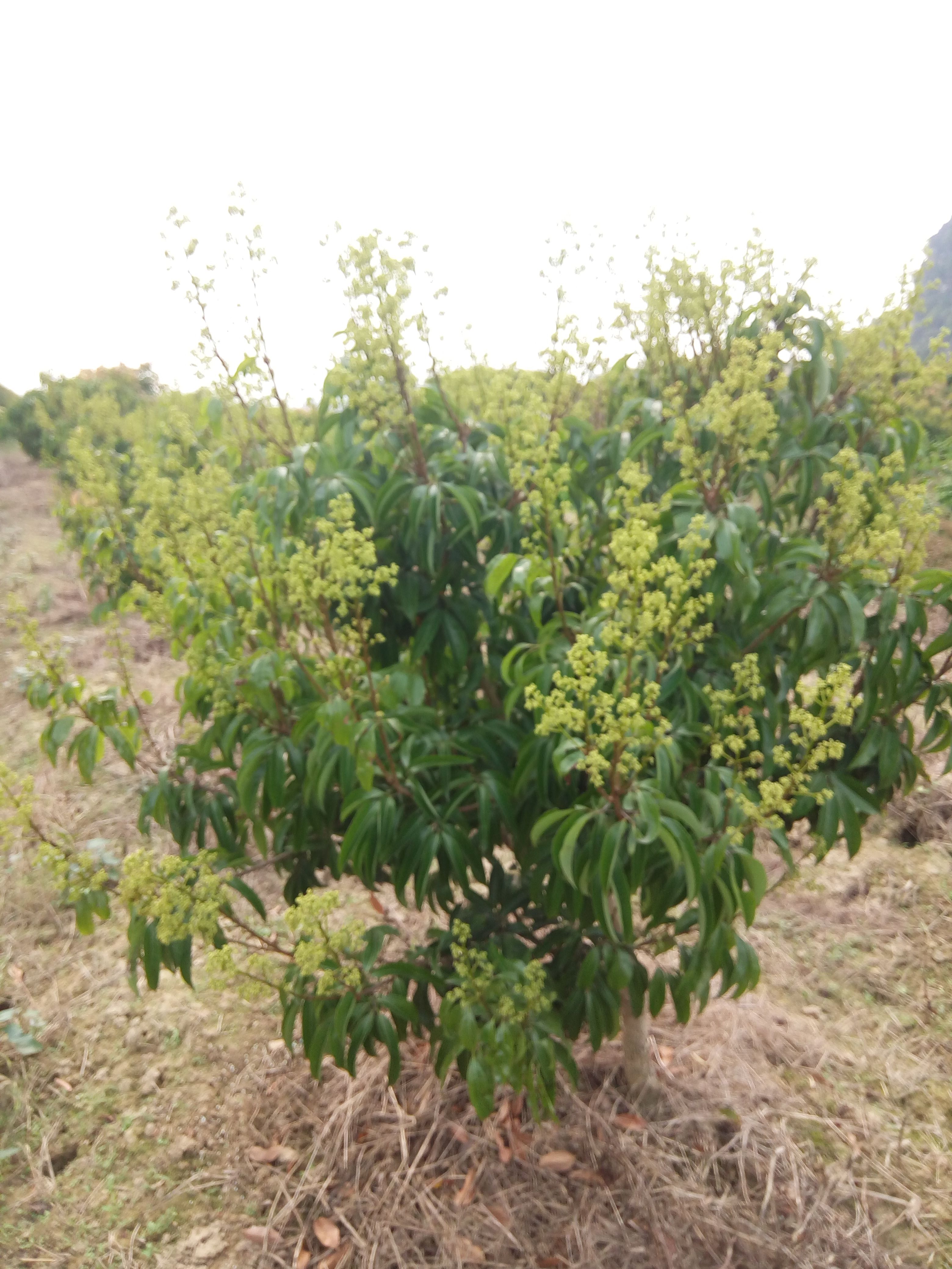 桂味荔枝苗 广西桂味荔枝 嫁接苗 荔枝果树苗 苗圃基地直销