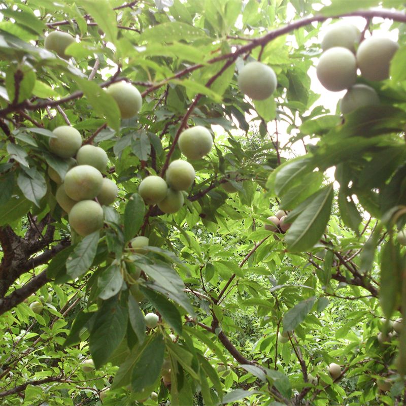 三华李苗 嫁接 果树苗 苗圃基地直销 李子苗