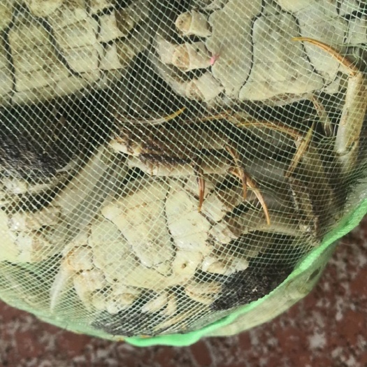 稻田蟹 无为精品大闸蟹