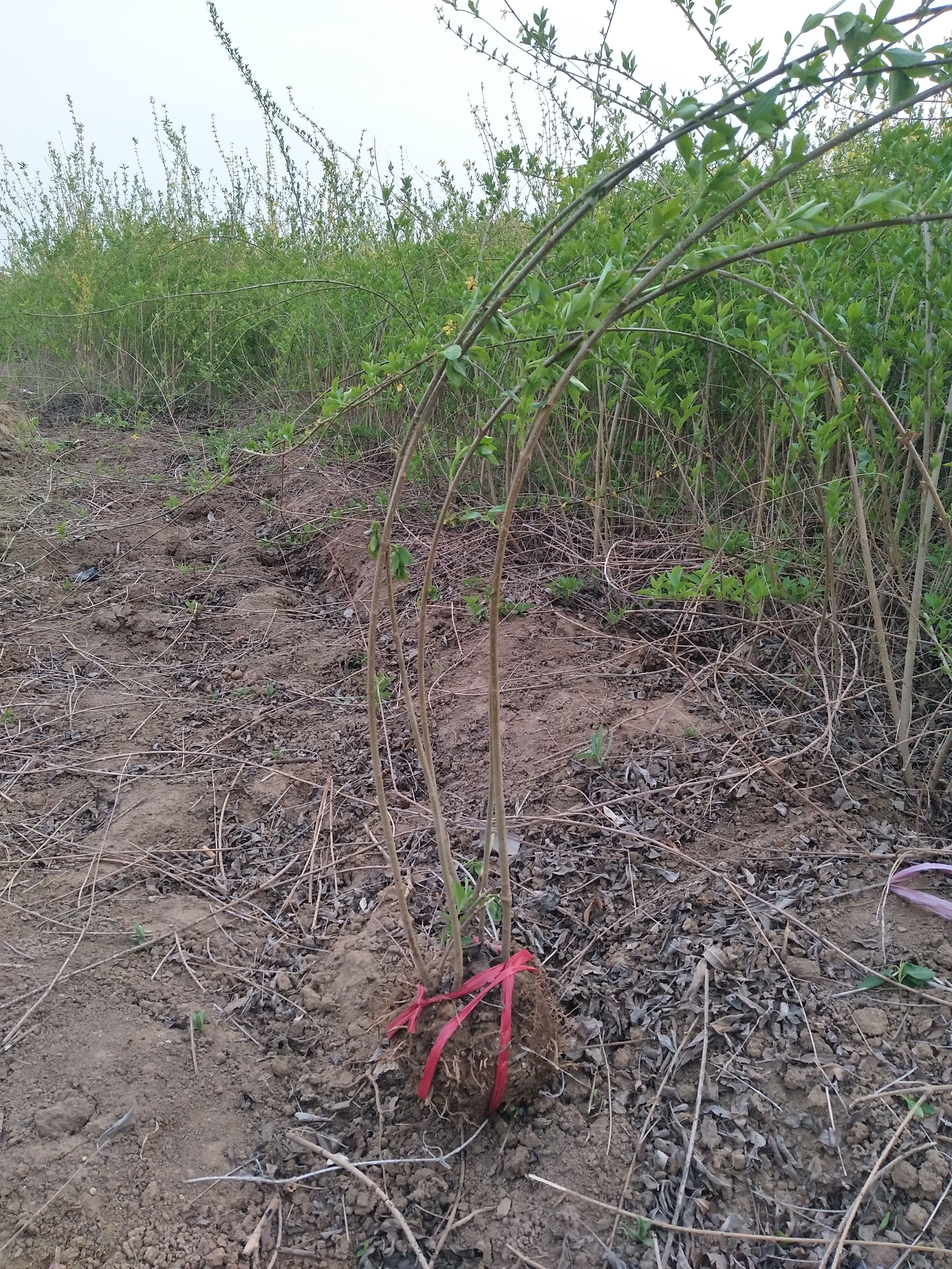 连翘苗 地栽连翘，工程用地栽连翘多分枝，地栽连翘规格全大量供