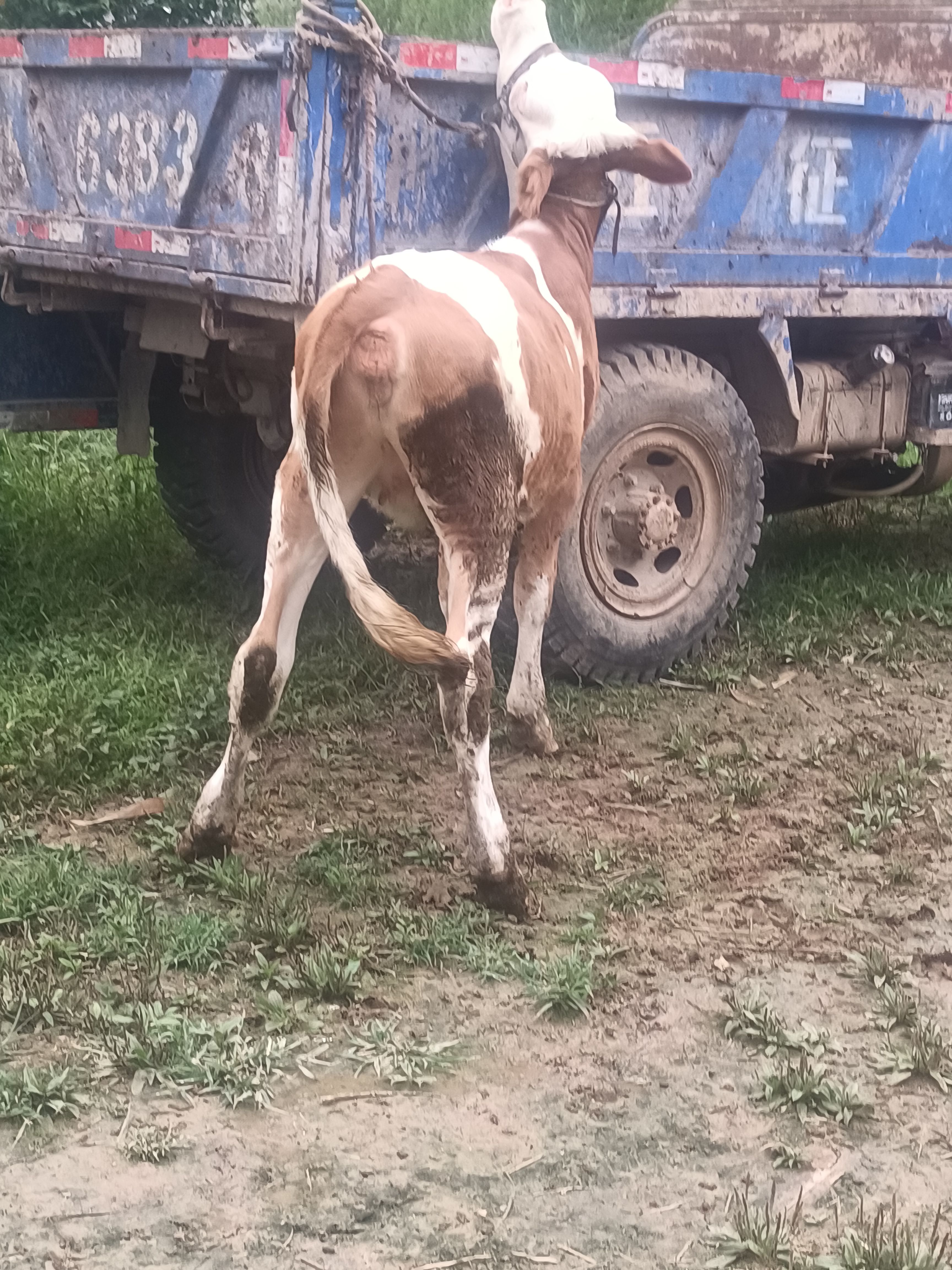 小牛犊，大量有货源，欢迎各地客商前来咨询，
