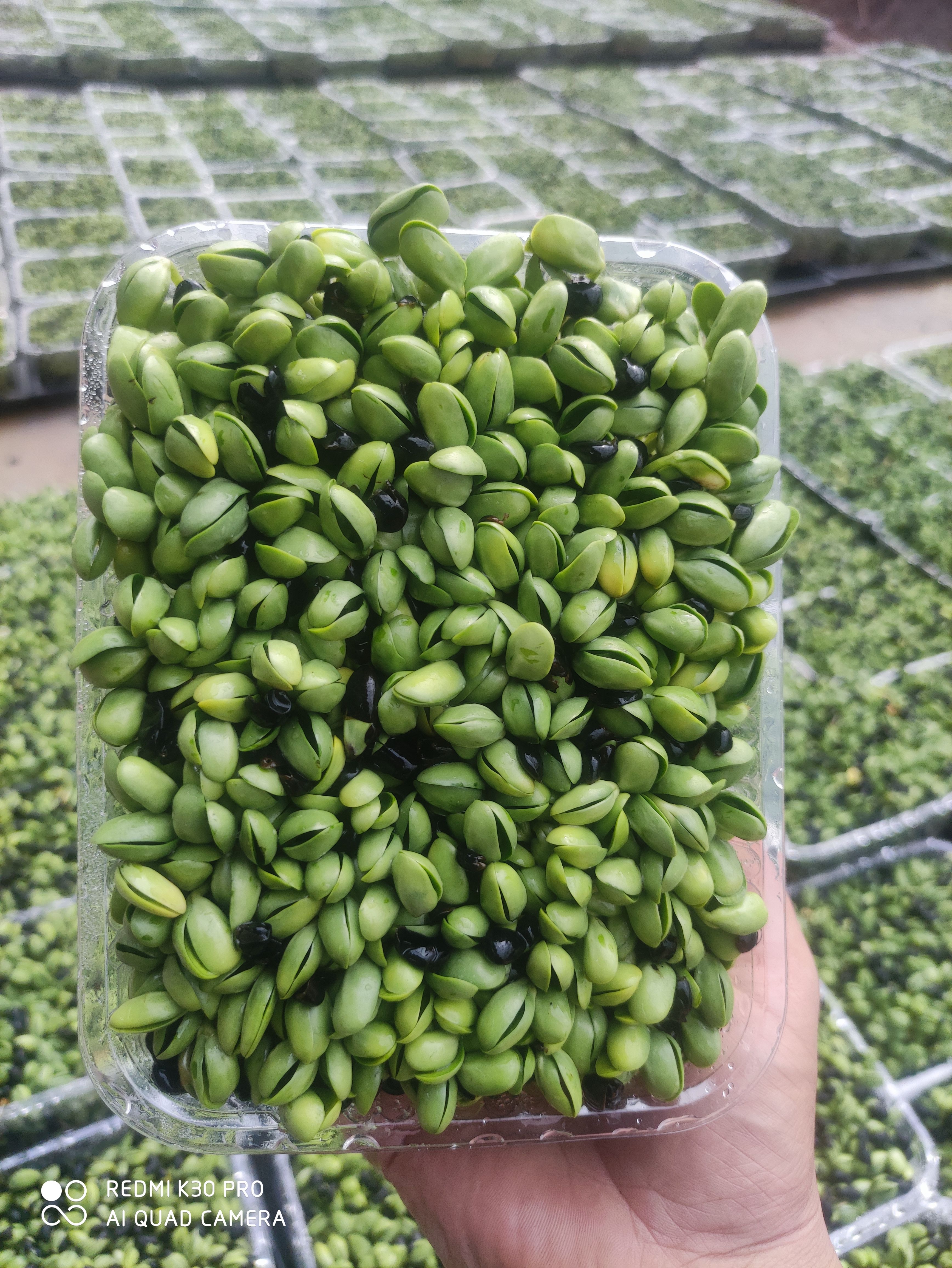 嫩豆苗  井水黑豆苗，升级版精包装，可以量产了。正规农