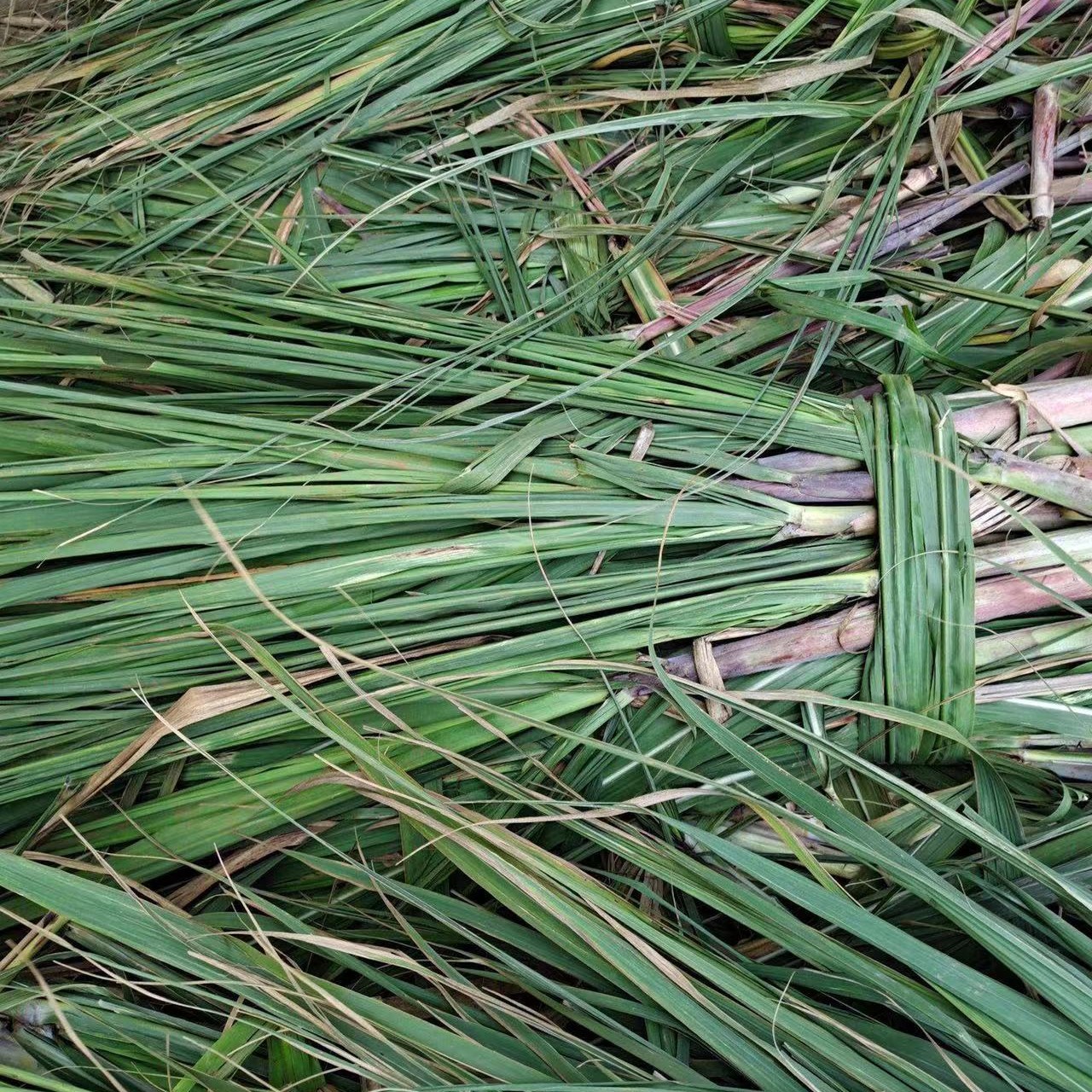 蔗尾青贮  甘蔗尾新鲜青贮饲料