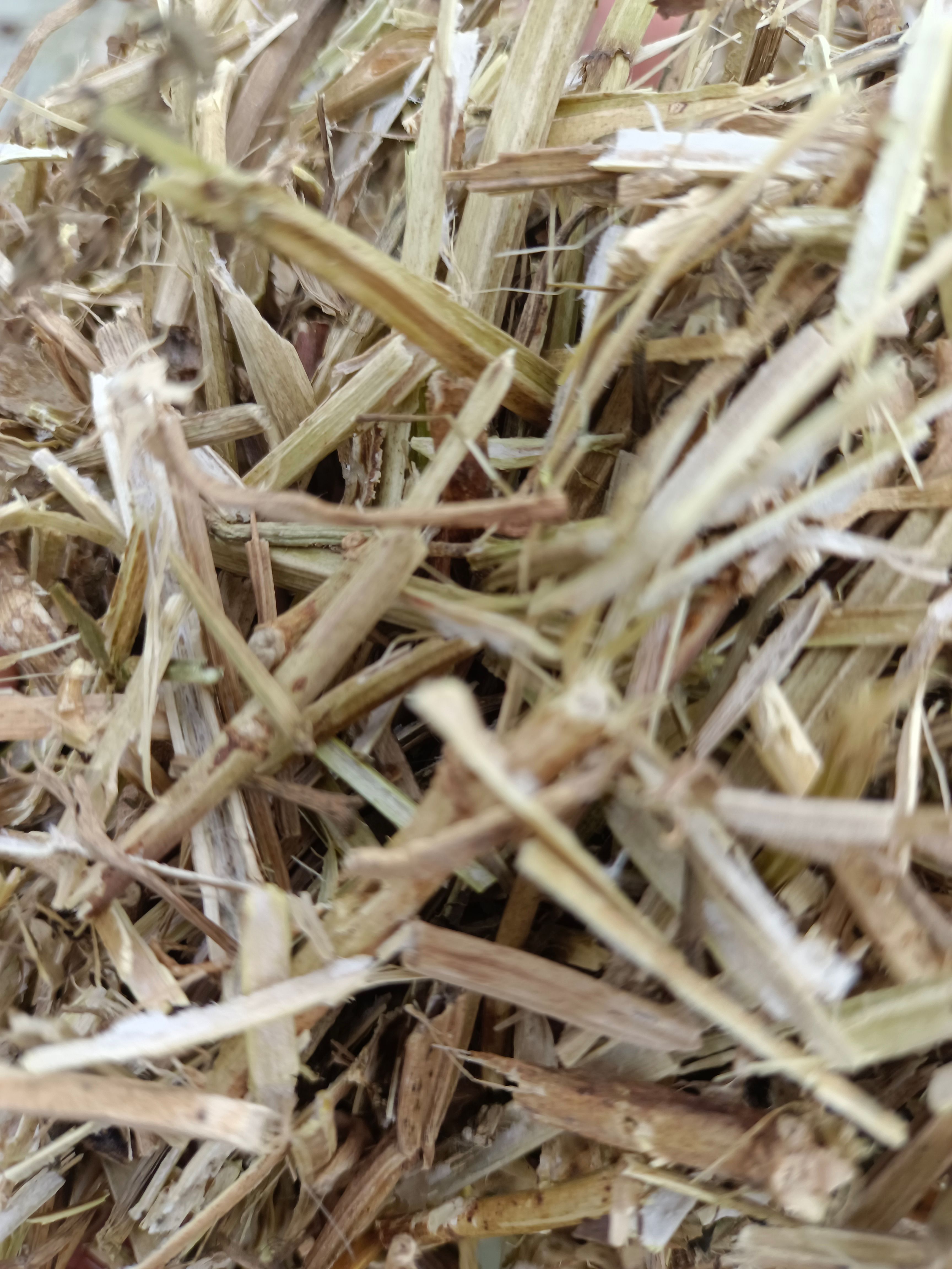 花生秧 长年供牛，羊，马，兔，草料