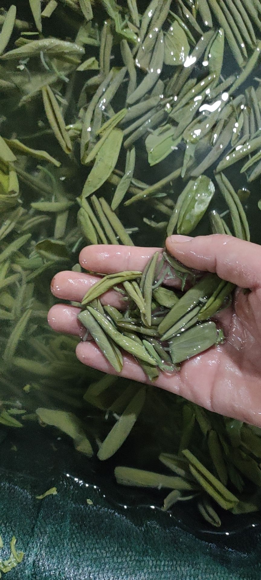 太湖莼菜大包装餐饮专用火锅莼菜叶片级，嫩芽级