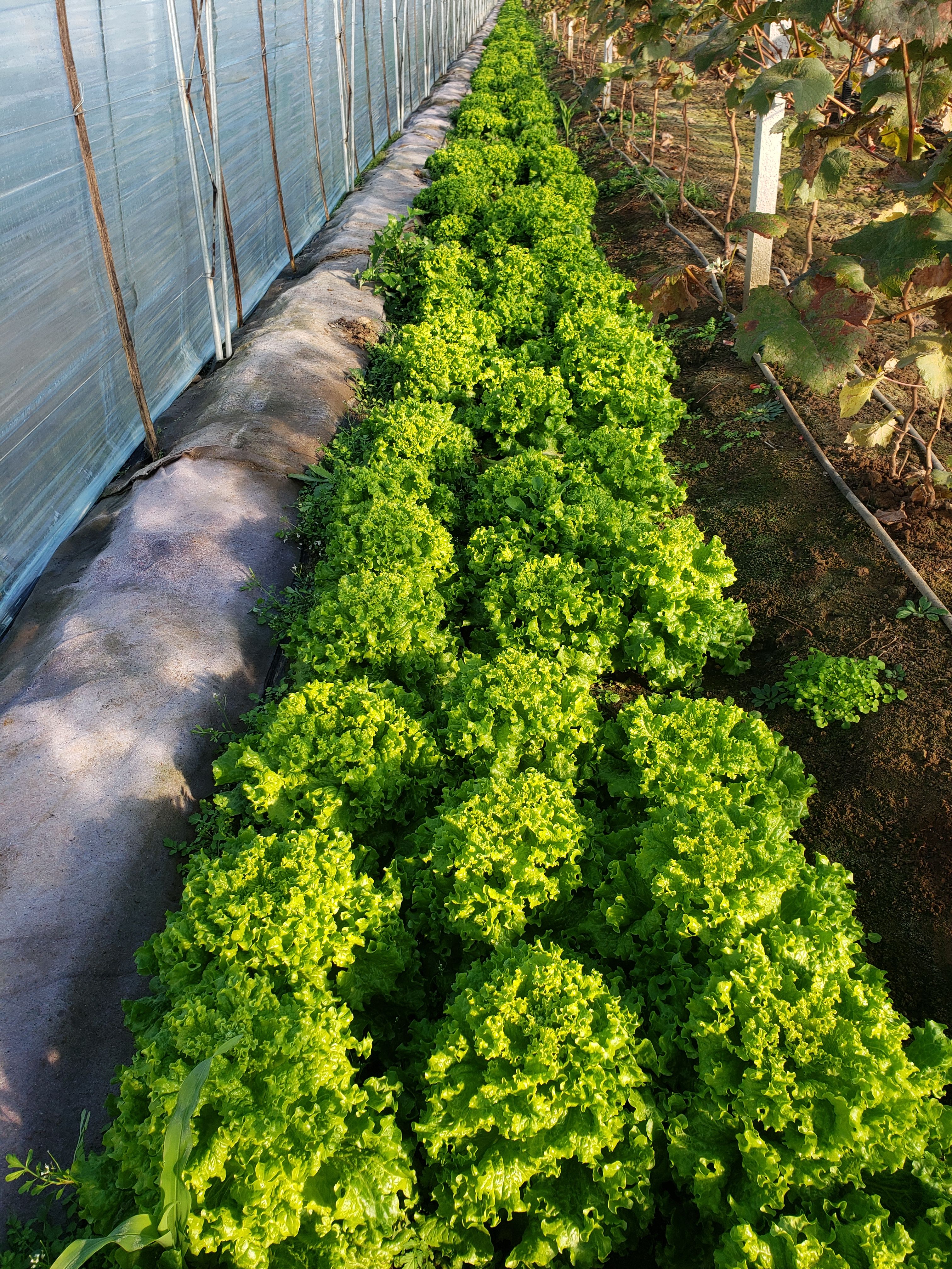 美国大速生 : 大棚生菜，苦菊，油麦菜