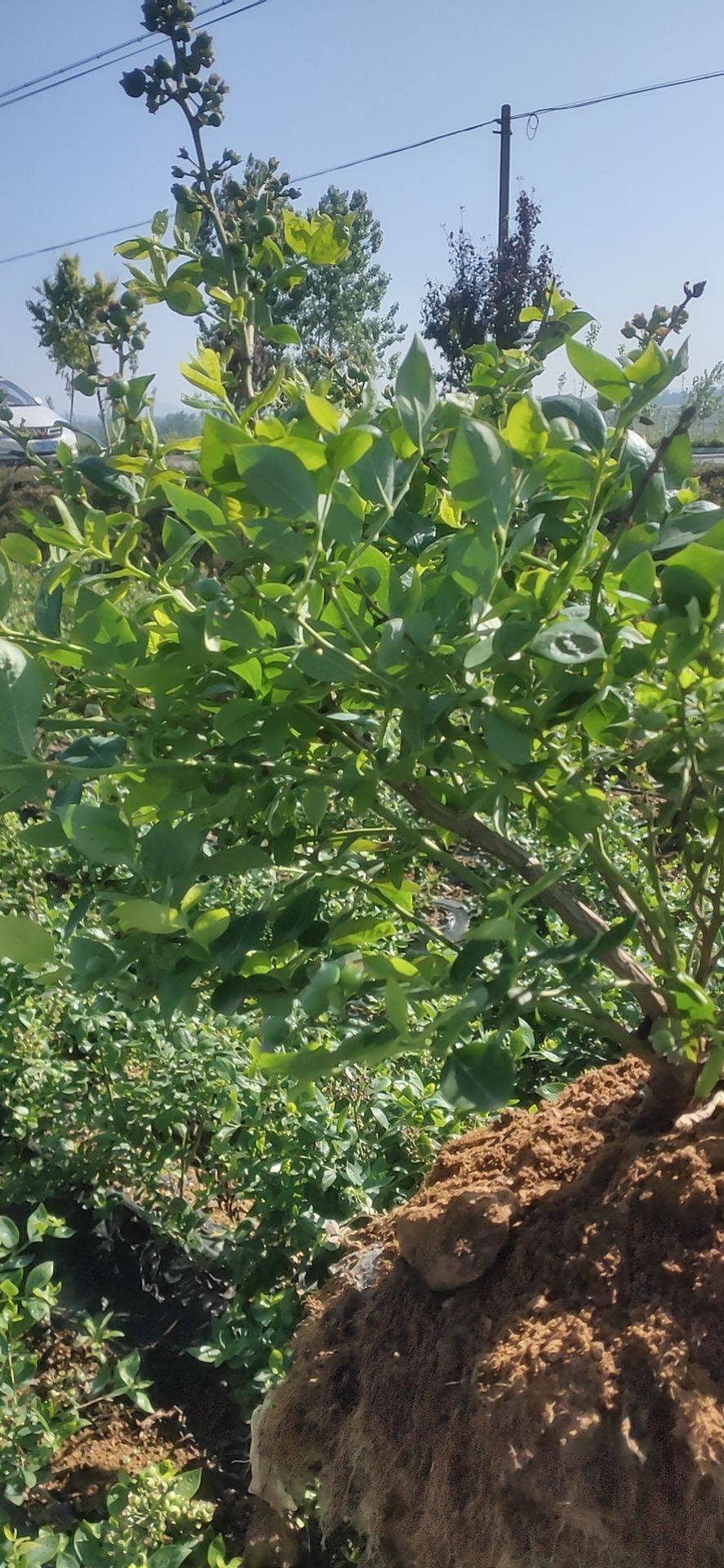 薄雾蓝莓苗 蓝莓苗