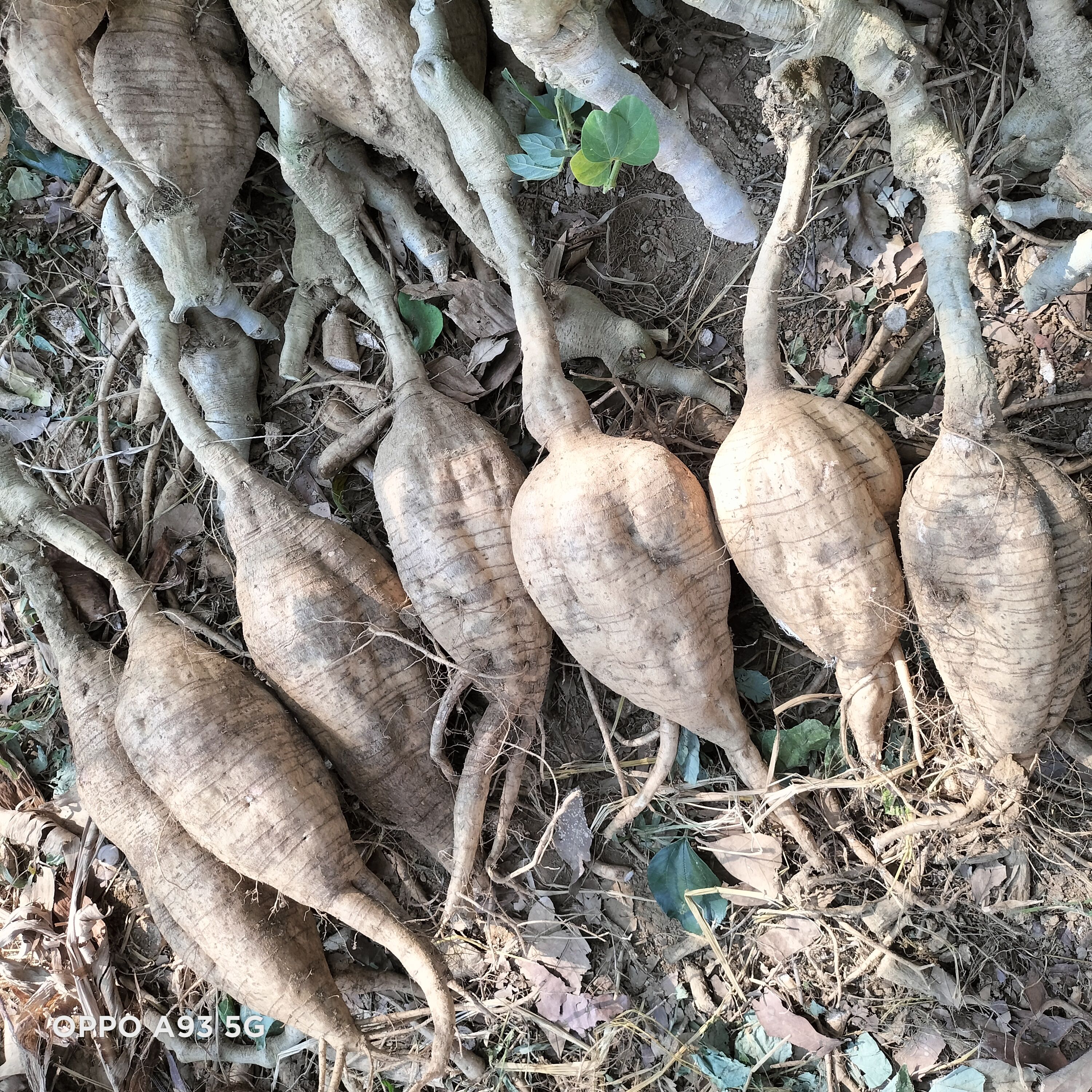 广西平南无楂粉葛万亩基地货源充足物美价廉