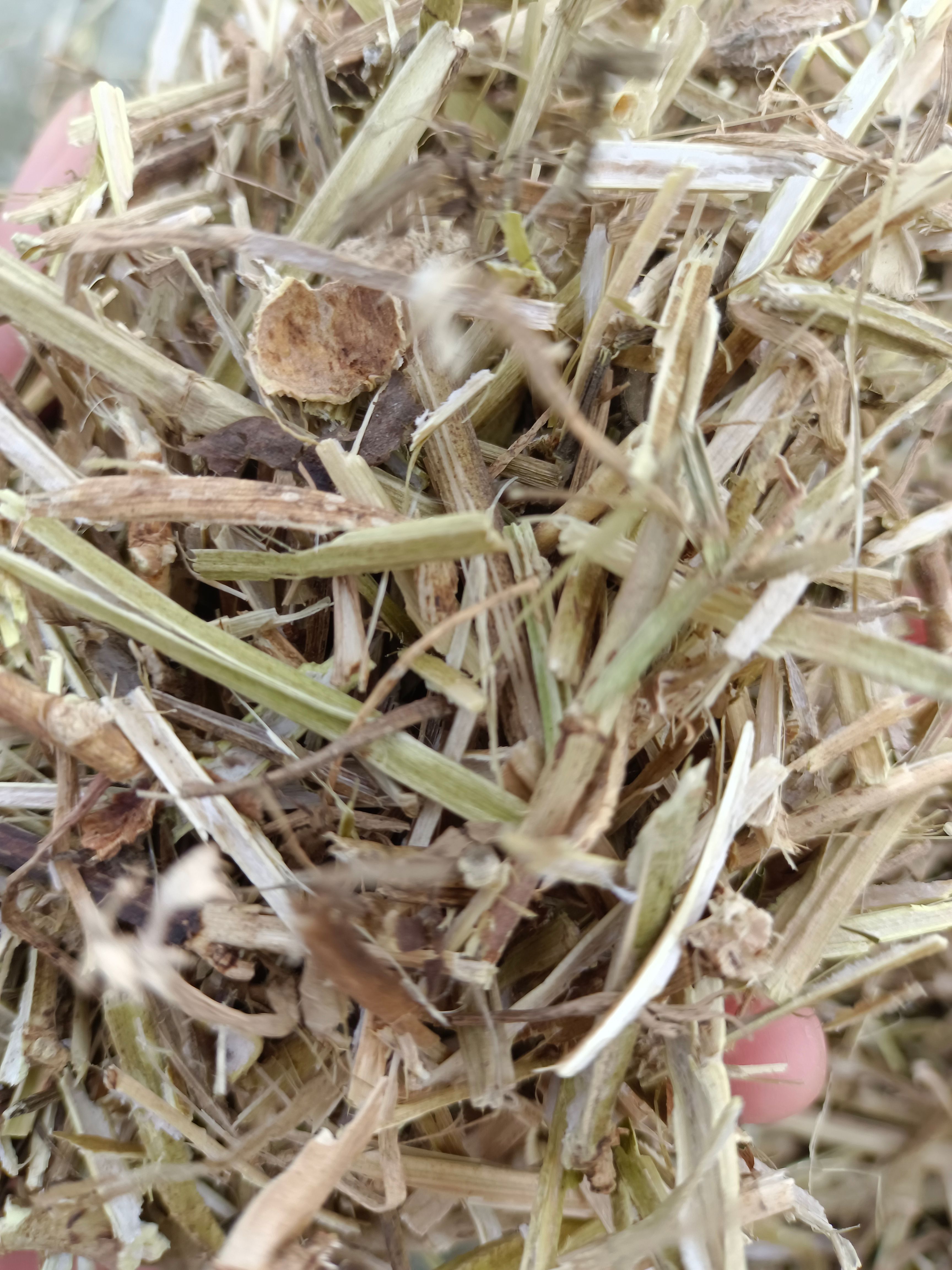 花生秧 长年供牛，羊，马，兔，草料