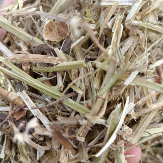 正阳县花生秧 长年供牛，羊，马，兔，草料