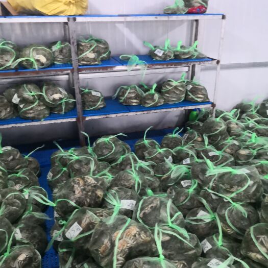 宣城 正宗水阳大种蟹苗，