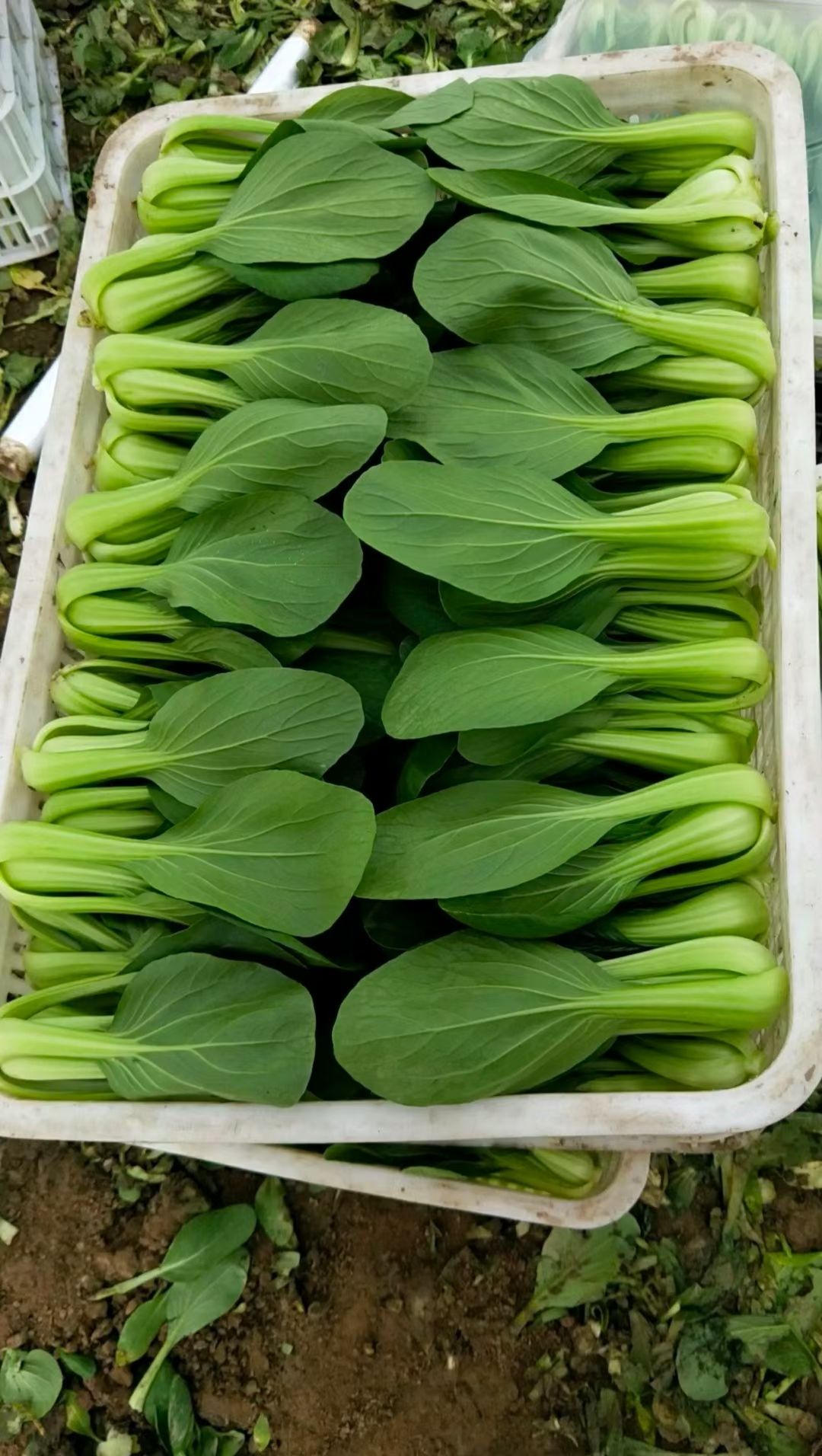  小青菜上海青