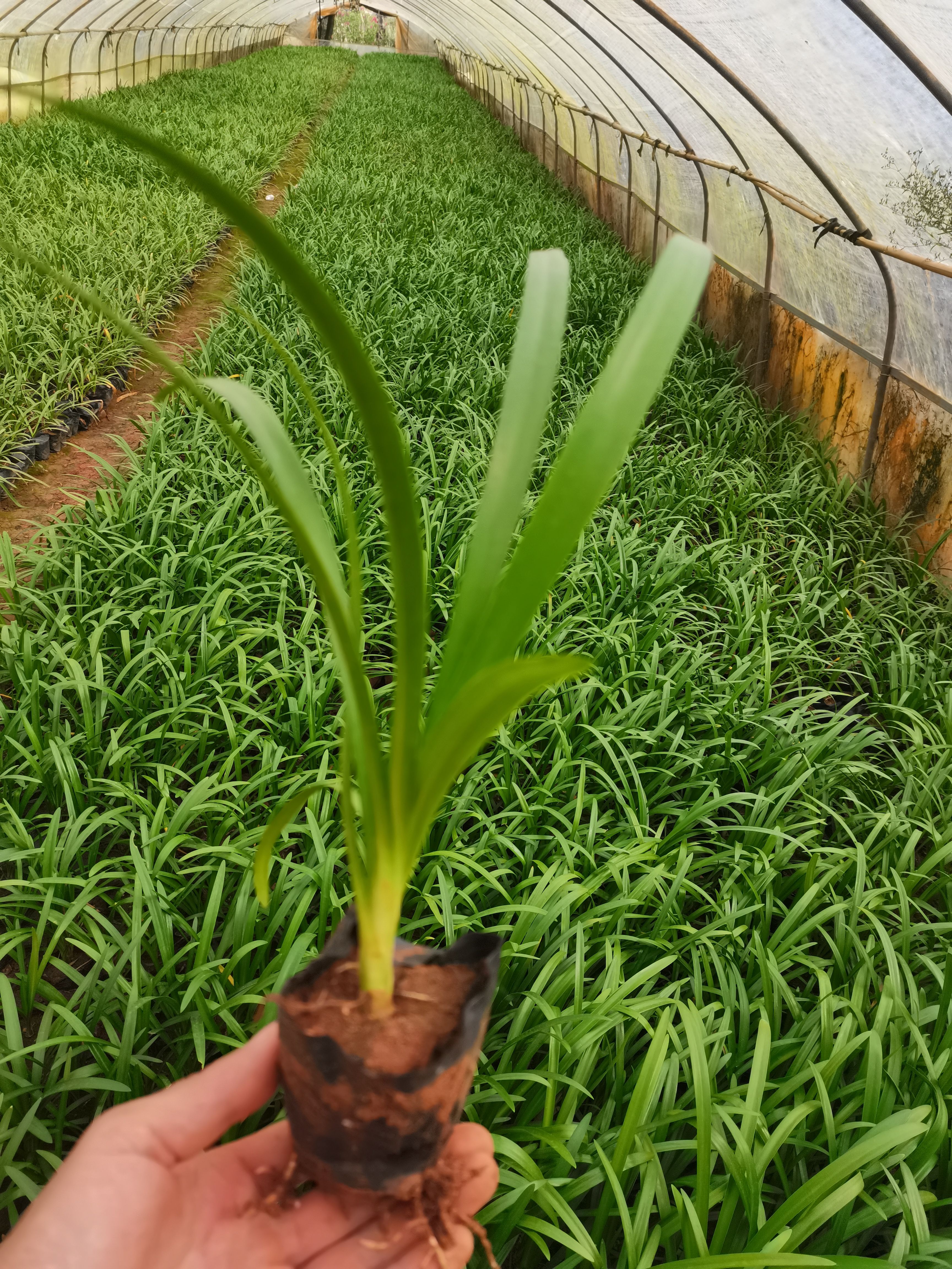 百子莲，云南昆明百籽莲种植园一手货源