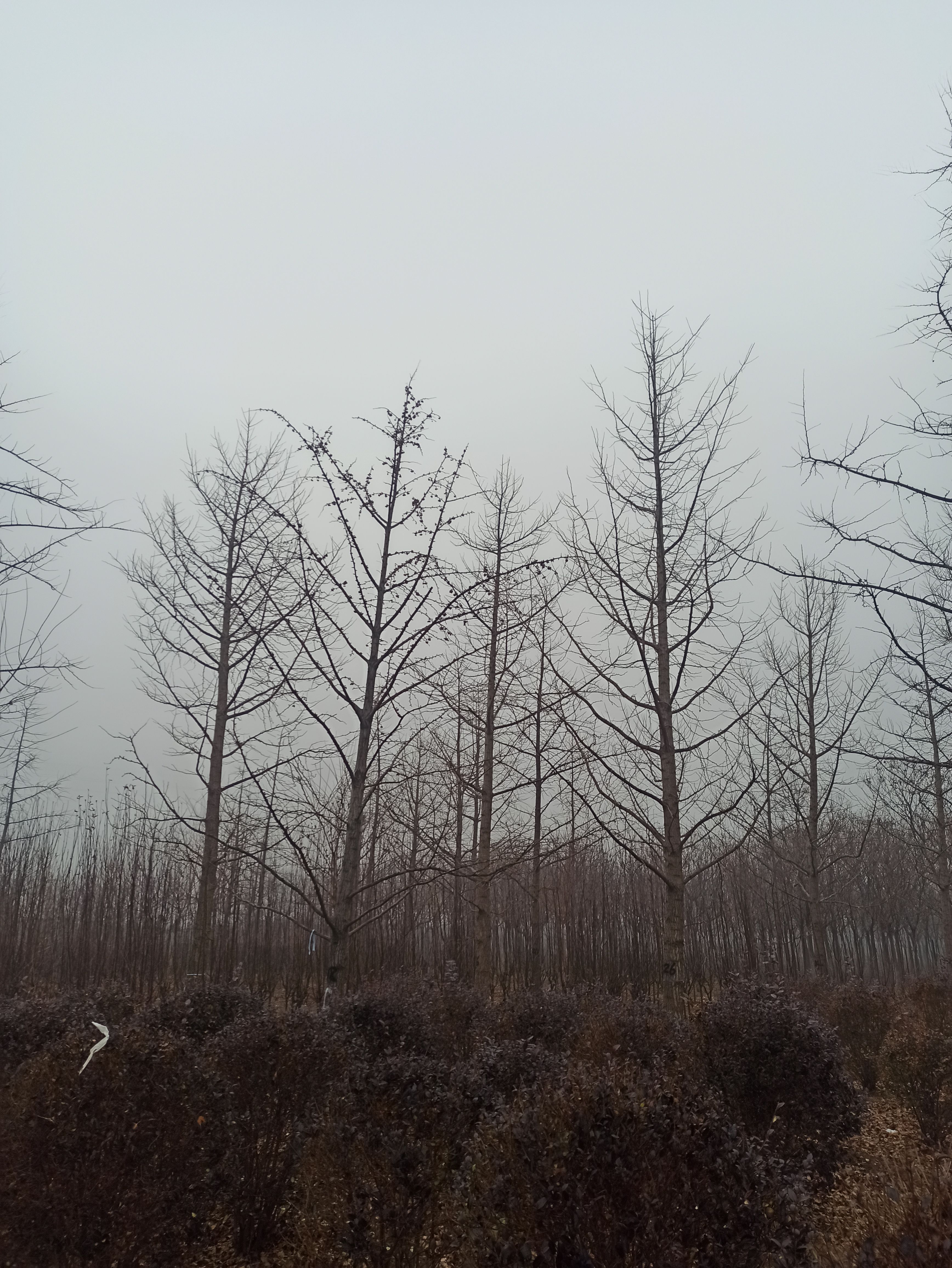 银杏树基地 20公分银杏  25公分银杏  28公分银杏