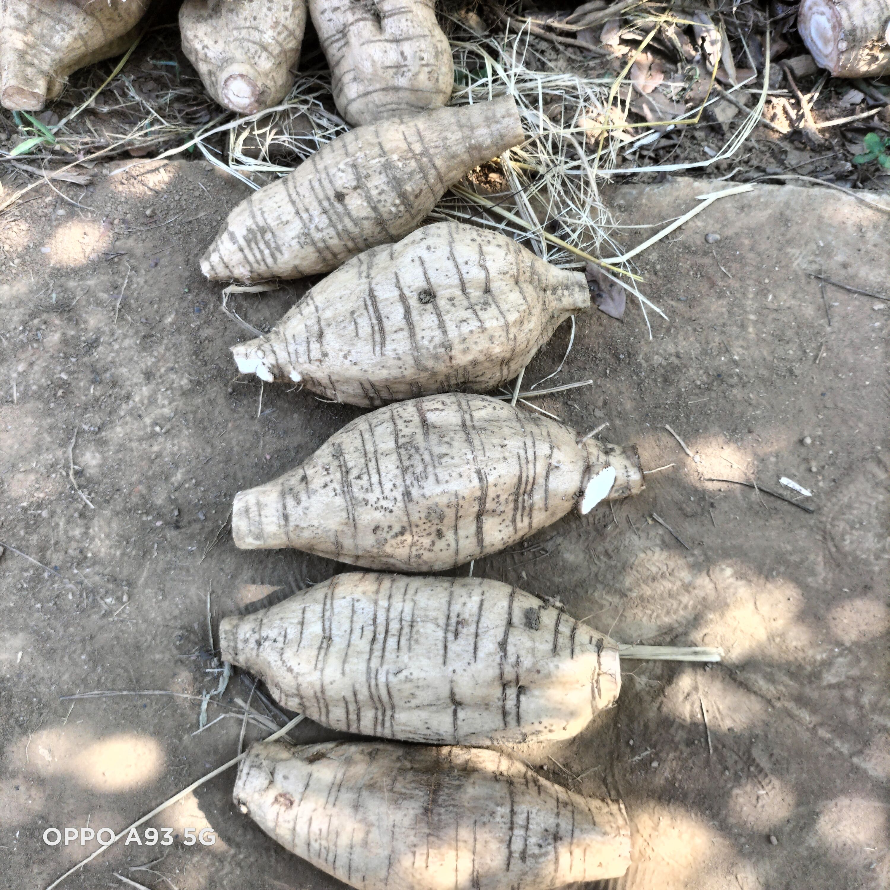 广西平南无楂粉葛万亩基地货源充足物美价廉