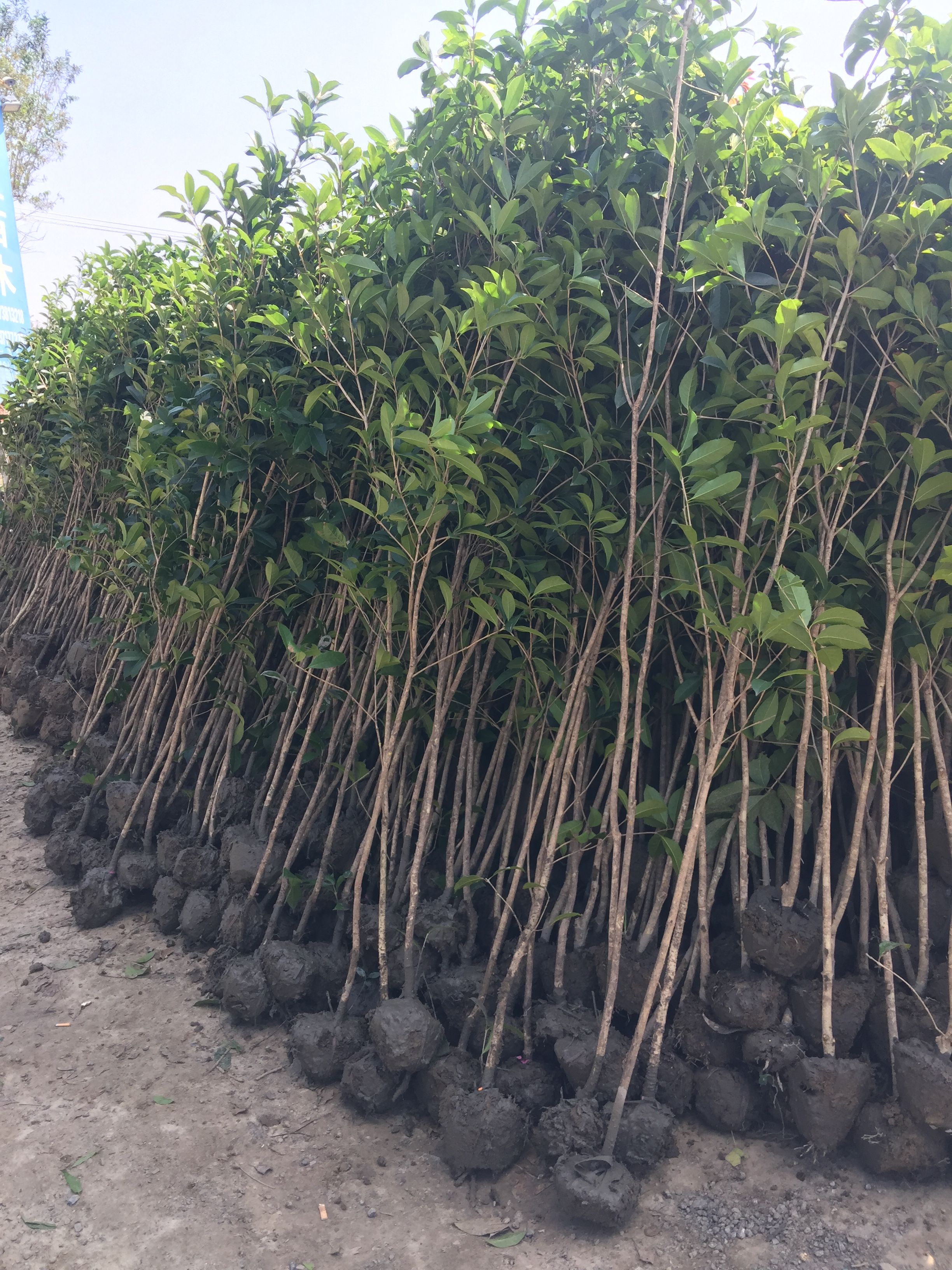 八月桂 高杆桂花