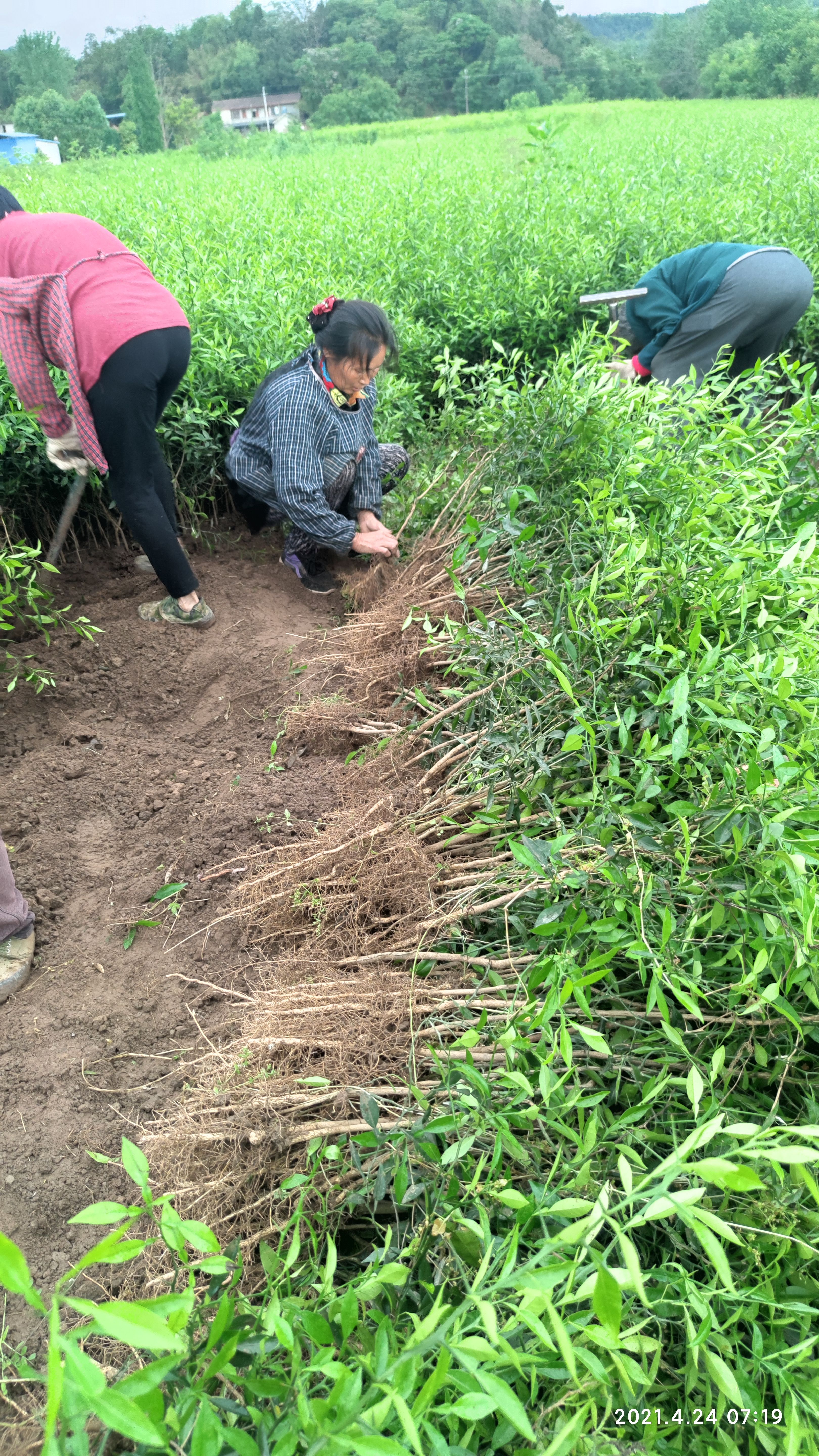 香橙苗 软枝香橙，资阳香橙