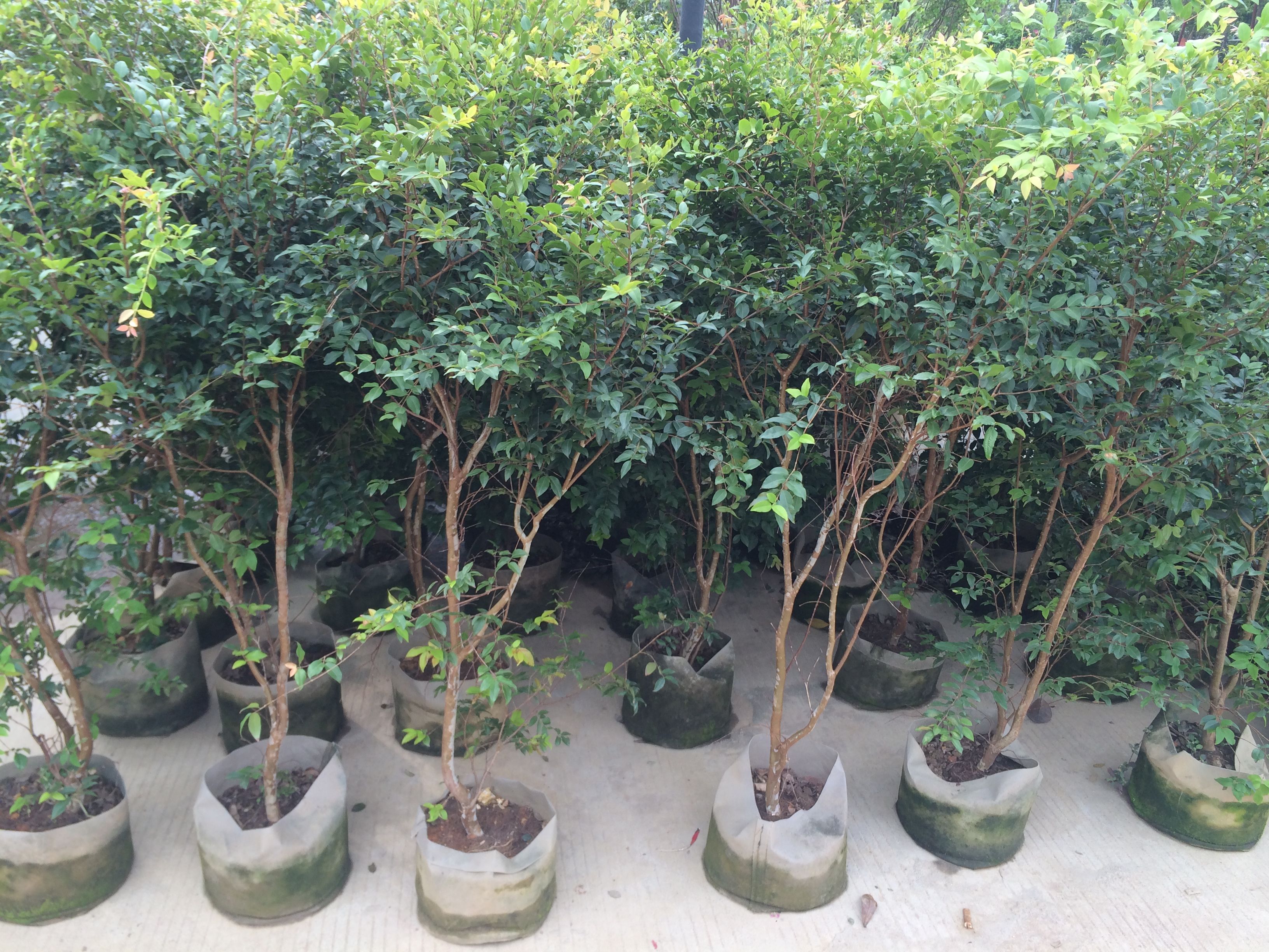 嘉宝果苗 沙巴嘉宝果树苗 树葡萄容器苗