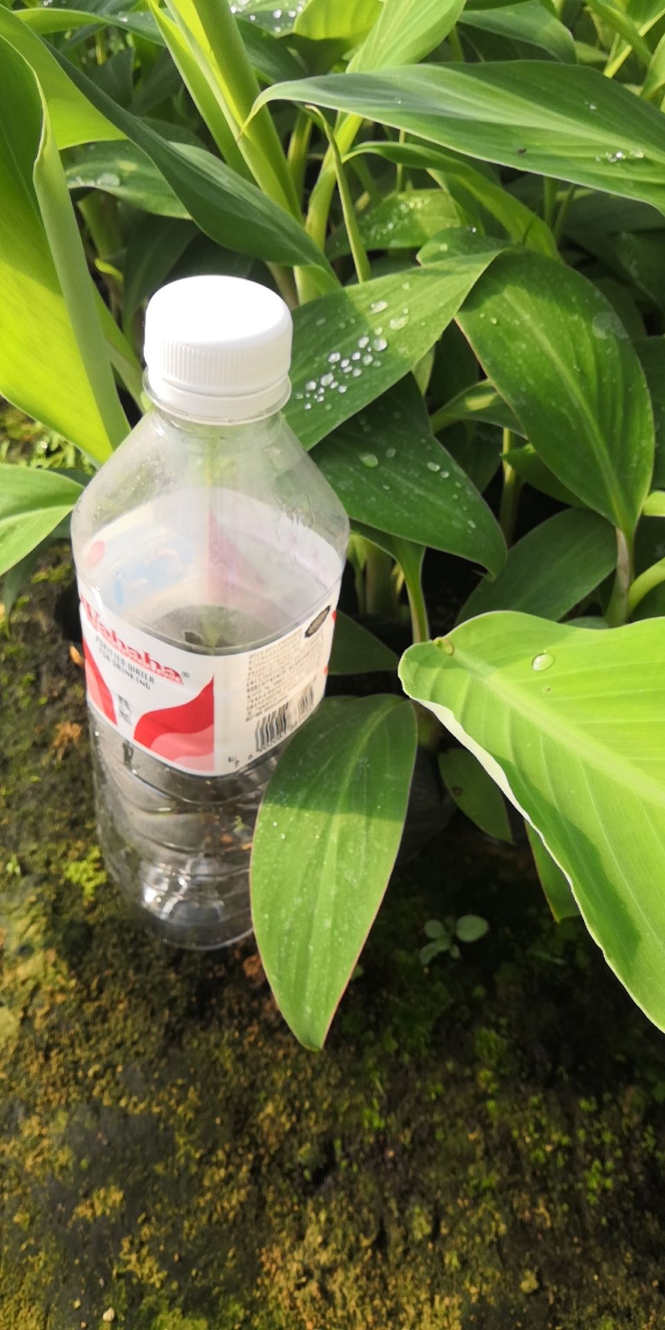 小米焦苗 小米蕉苗，广西小米蕉苗，产地直销，价格实惠。