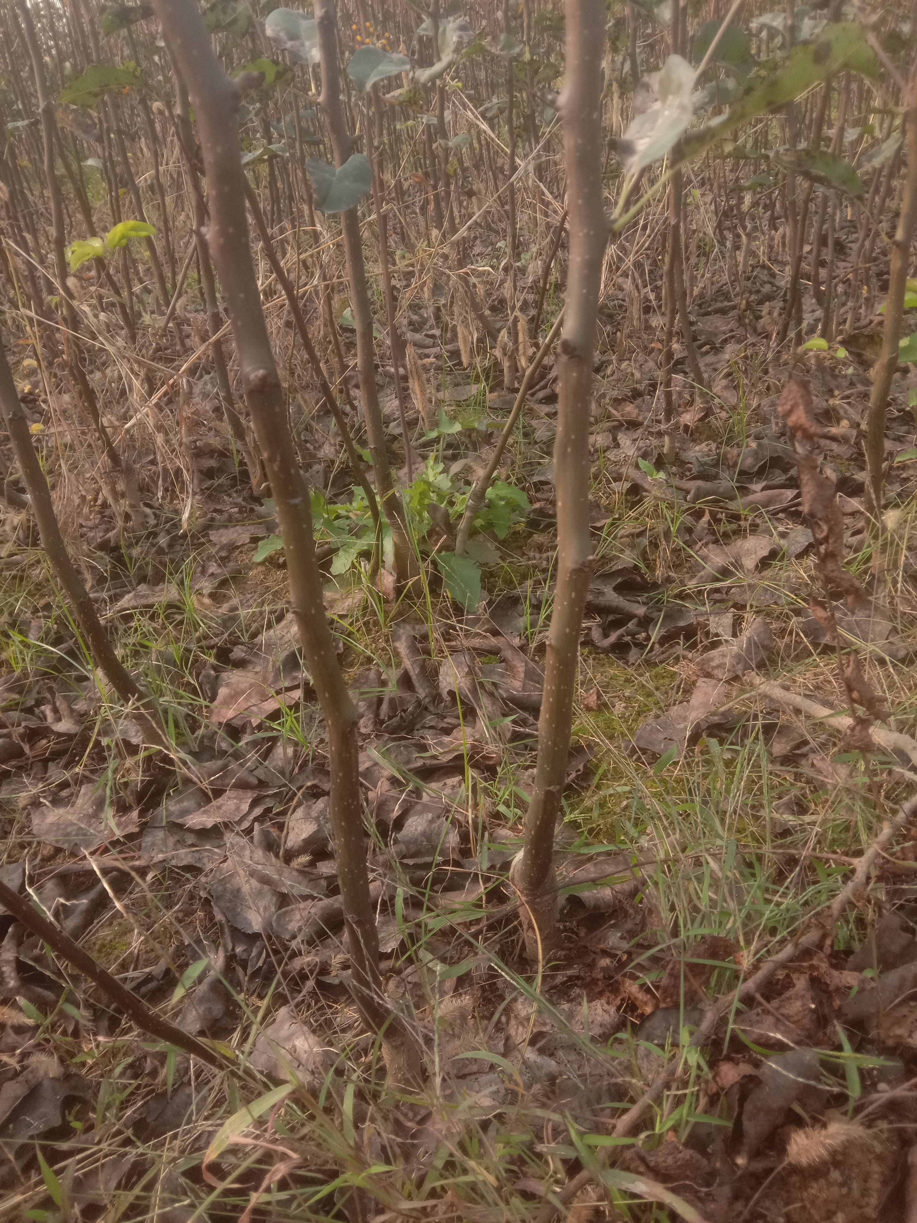 晚秋黄梨苗 梨树苗