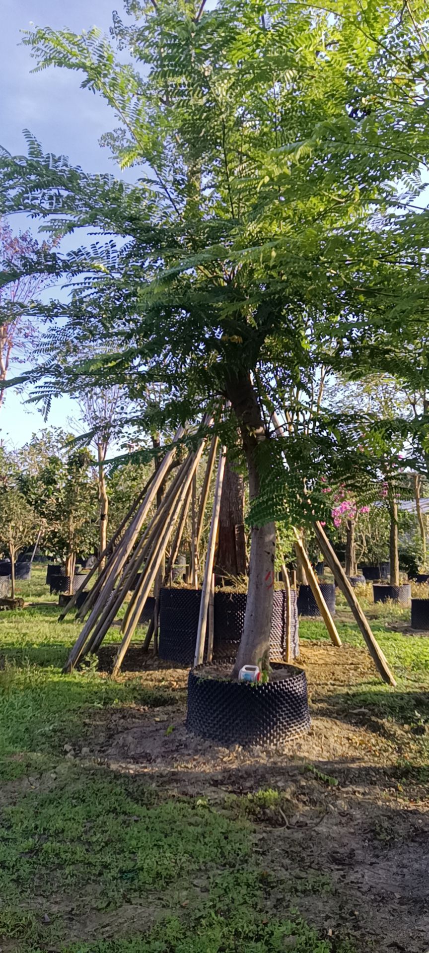 粉花山扁豆的、山木香地苗容器苗都有