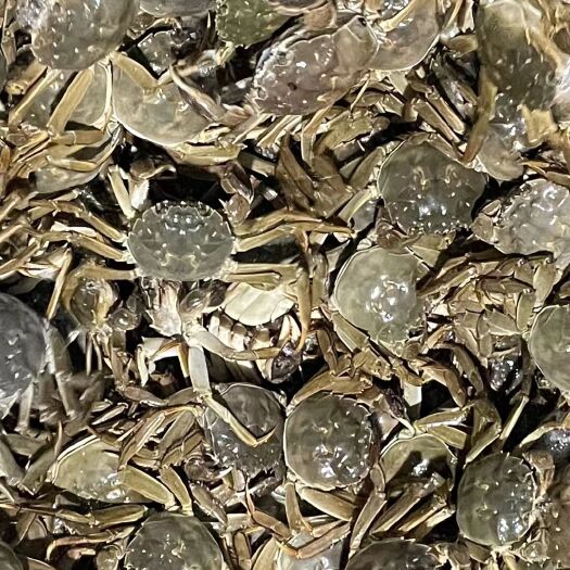 常州金坛大闸蟹  蟹农直发，价格可谈，地点常州