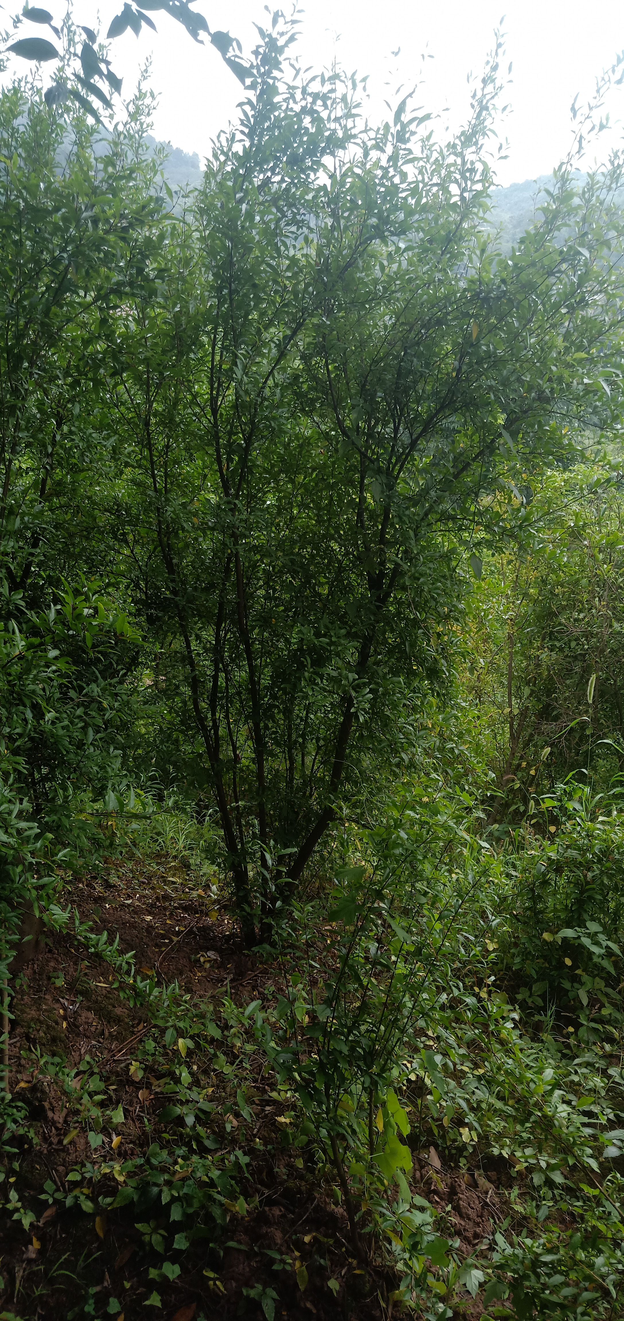 石榴树苗 丛生花石榴