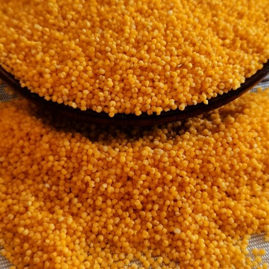 临沂黄小米  小米蒙古河北小米，金黄色 熬粥粘 香 出米油5斤起