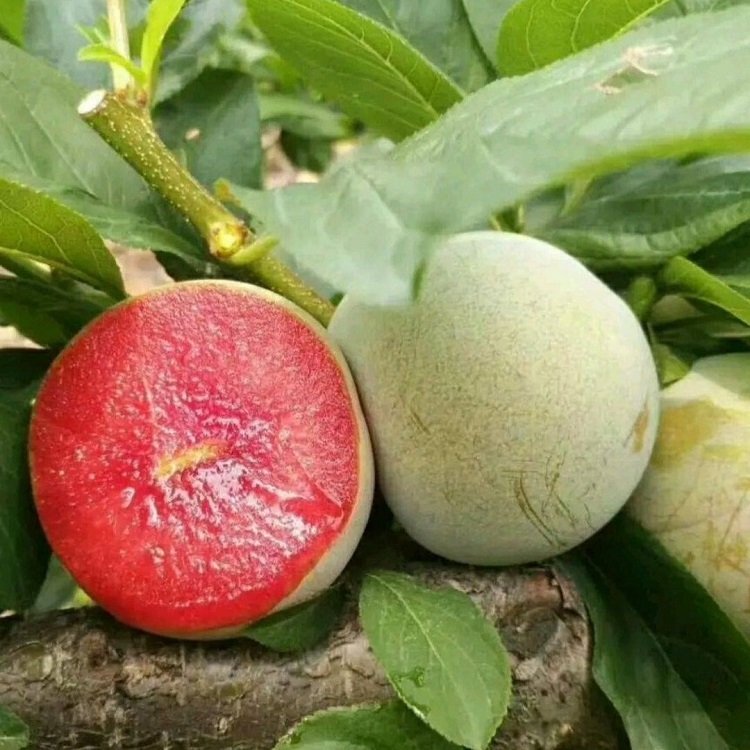 味帝李子苗 青皮红心李子苗 苗圃繁育 保证品种纯度 保成活
