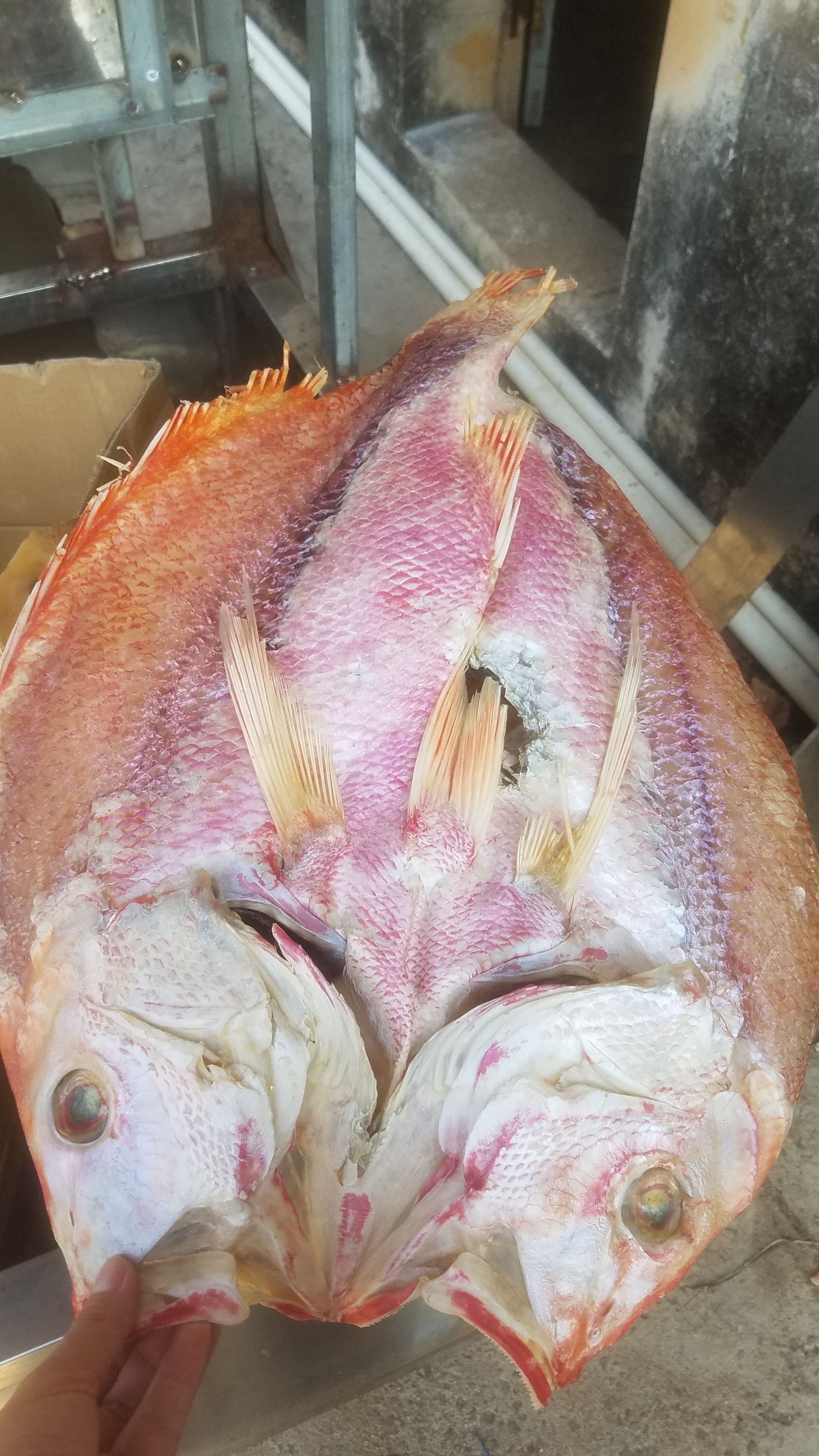 广东湛江新鲜红鱼干 产地直销 品质保证