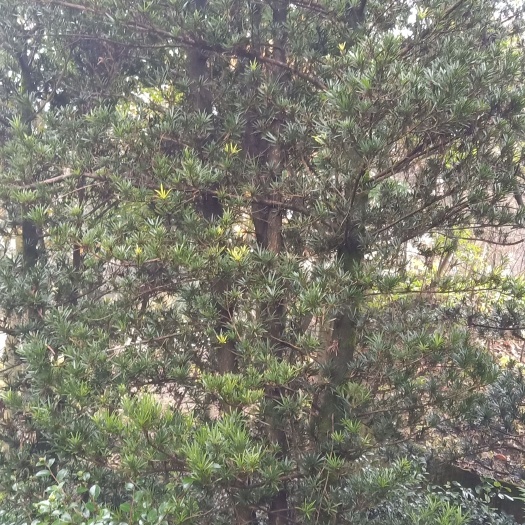  罗汉松树