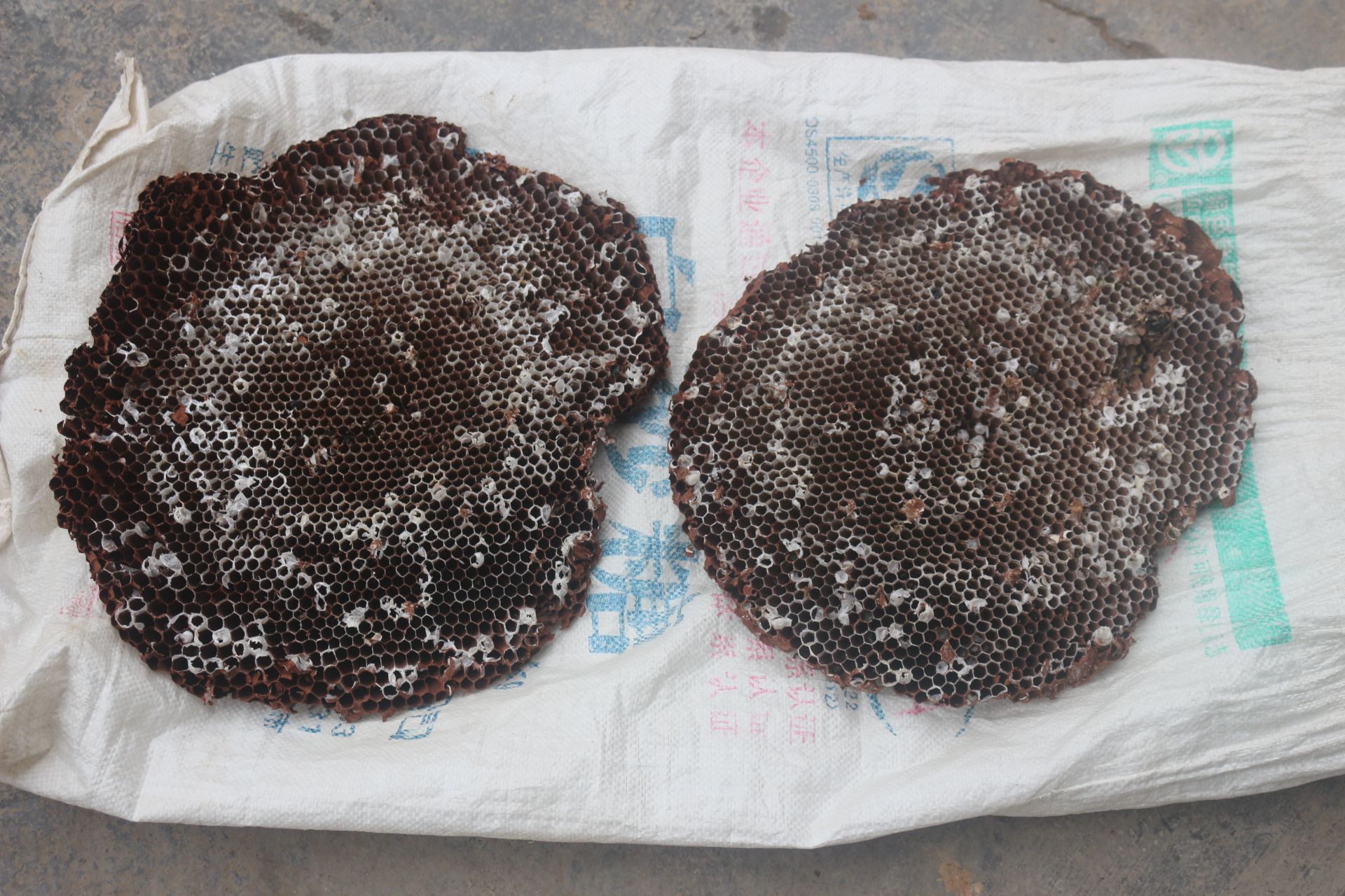  蜂房，以马骡蜂，瓜罗蜂巢为主，紧蜂叶，无外壳