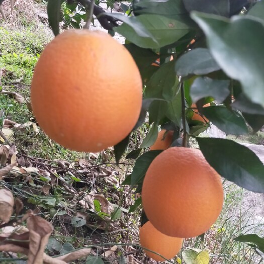 秭归县长虹脐橙 三峡特产，承接代购代销