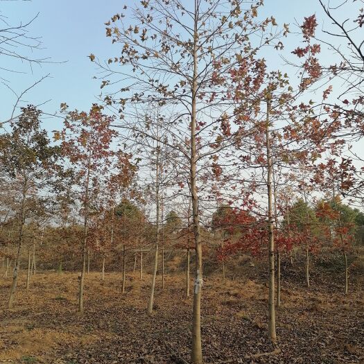 南京北美枫香  枫香，枫香价格，枫香基地