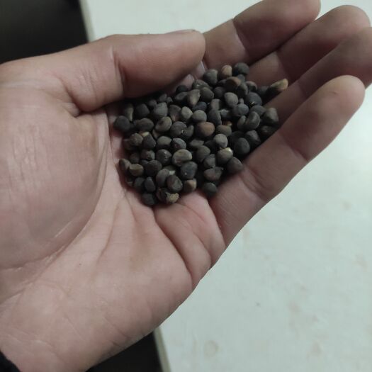 铅山县空心菜种子
