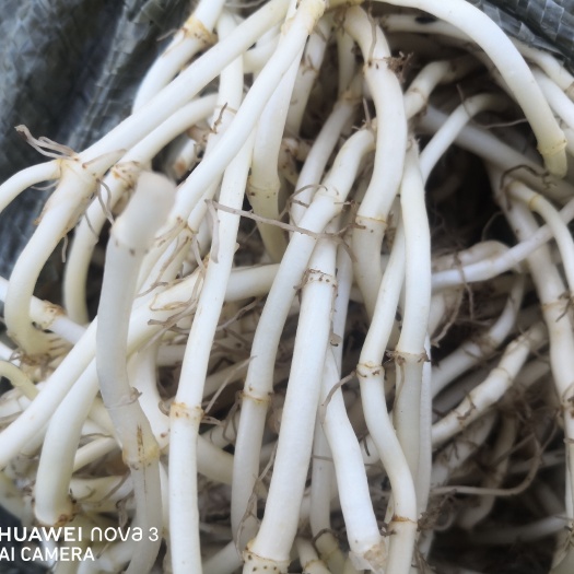 安顺白茎鱼腥草 山水裕民种养殖专业合作社（鲜、白、嫩鱼腥草）